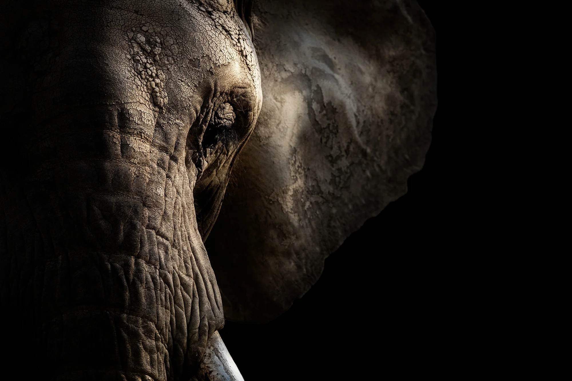 Fotografický prémium kurz v 5 různých zoo pro začátečníky i pokročilé