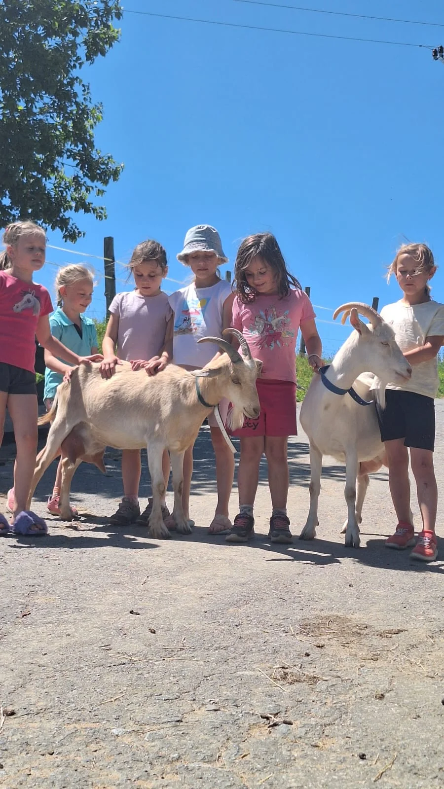2 hodiny farmářem: péče o koně a další zvířátka, jako výslužka kozí mléko a plato vajec