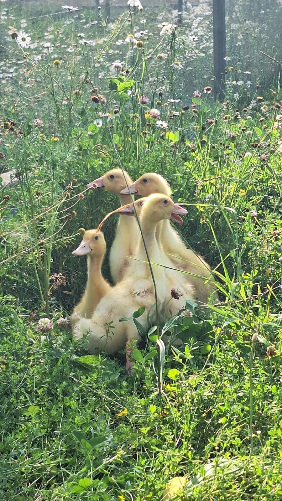 2 hodiny farmářem: péče o koně a další zvířátka, jako výslužka kozí mléko a plato vajec