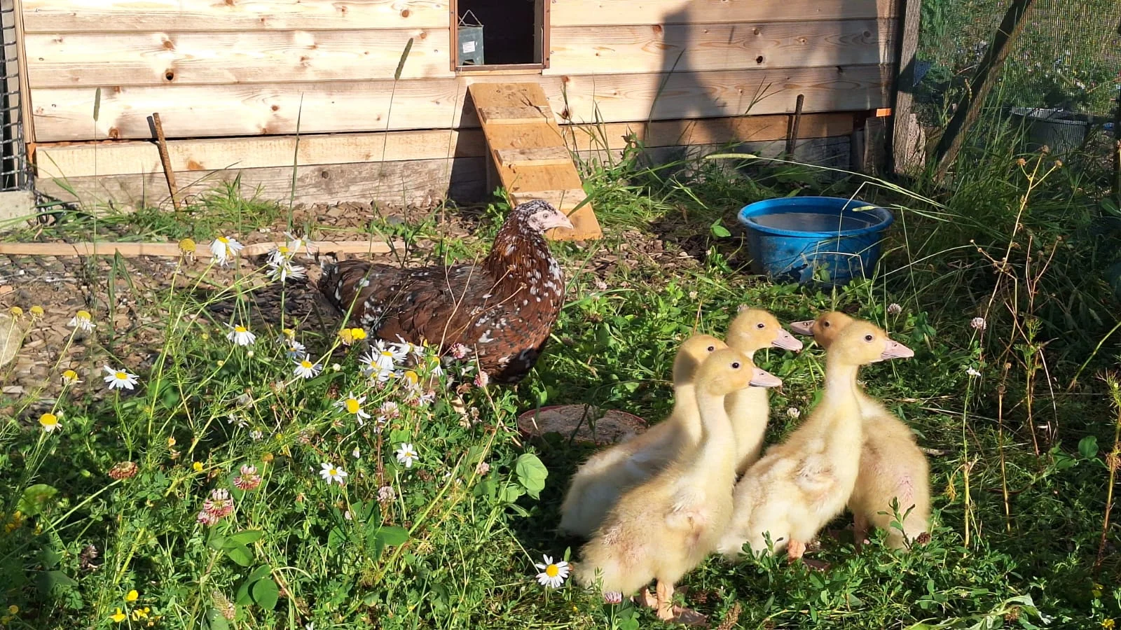 2 hodiny farmářem: péče o koně a další zvířátka, jako výslužka kozí mléko a plato vajec