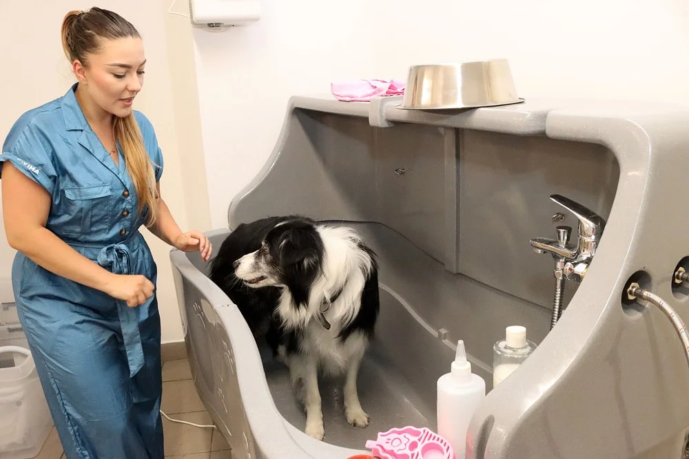 Wellness pro malé i velké psy nebo psí dentální hygiena