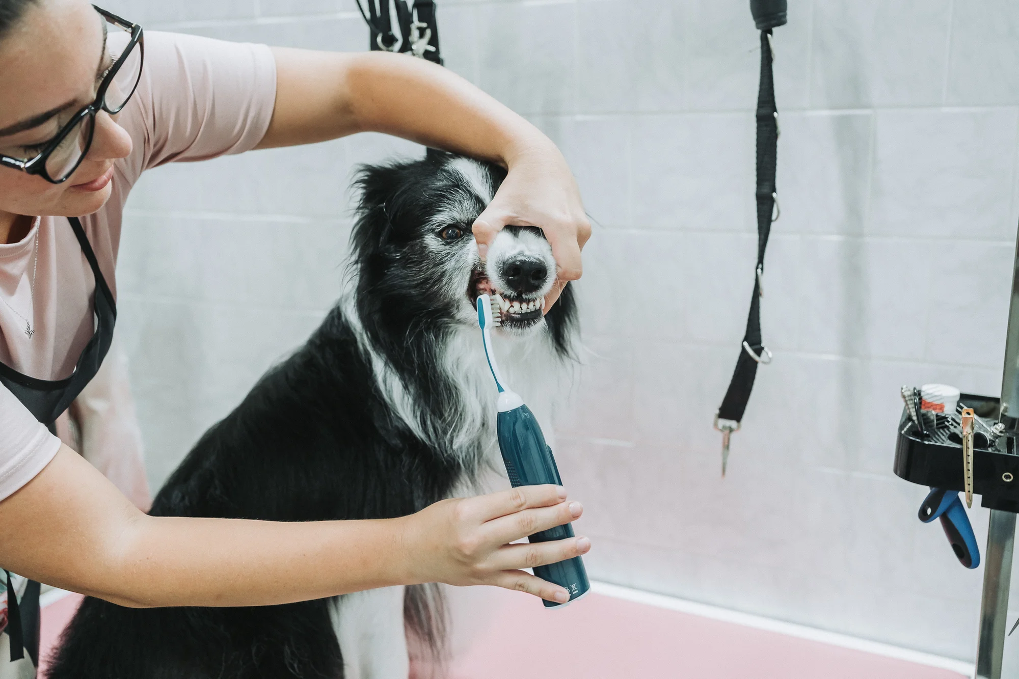Wellness pro malé i velké psy nebo psí dentální hygiena