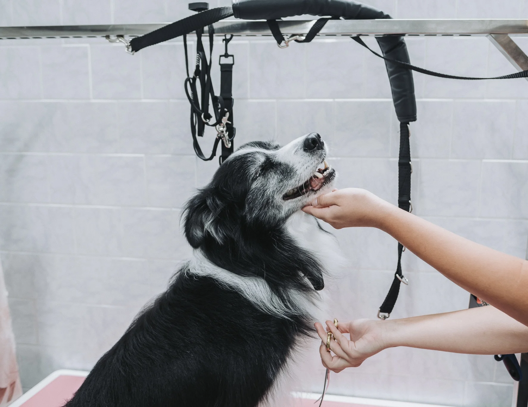 Wellness pro malé i velké psy nebo psí dentální hygiena
