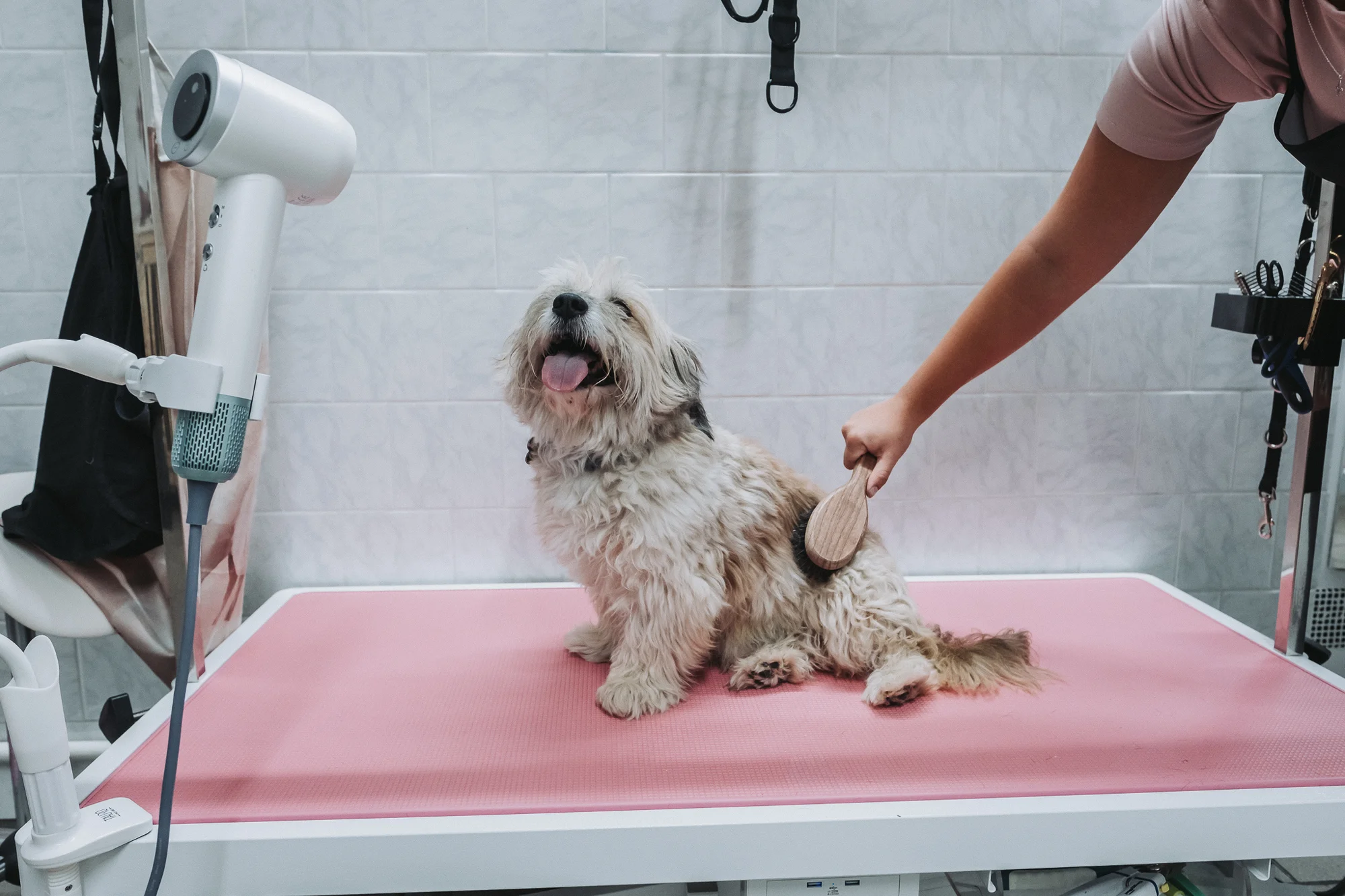Wellness pro malé i velké psy nebo psí dentální hygiena