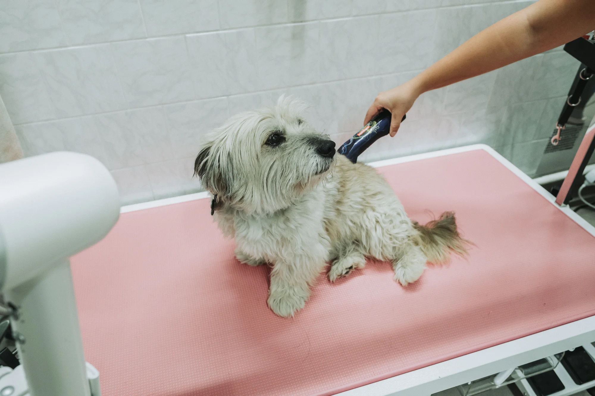 Wellness pro malé i velké psy nebo psí dentální hygiena