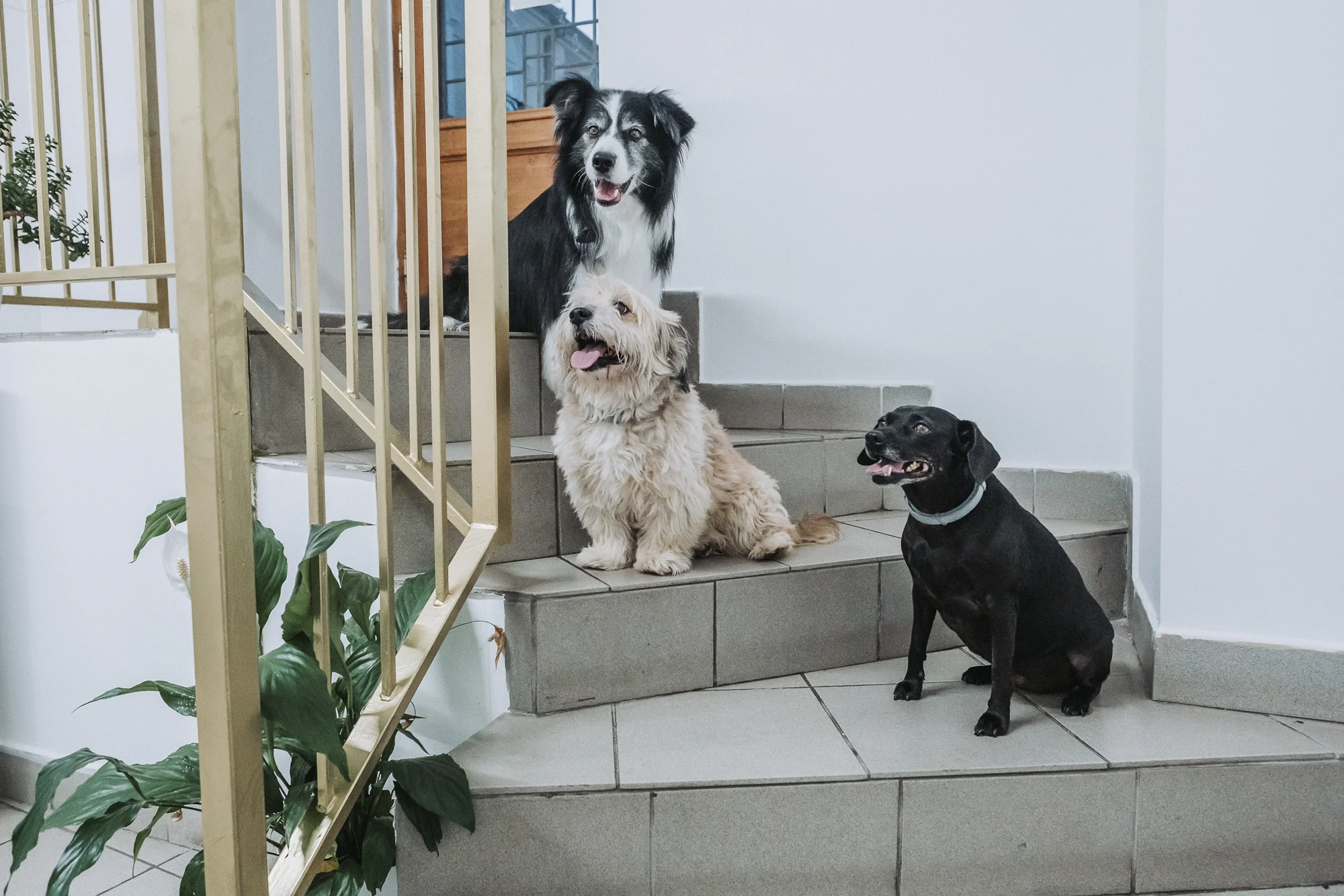 Wellness pro malé i velké psy nebo psí dentální hygiena