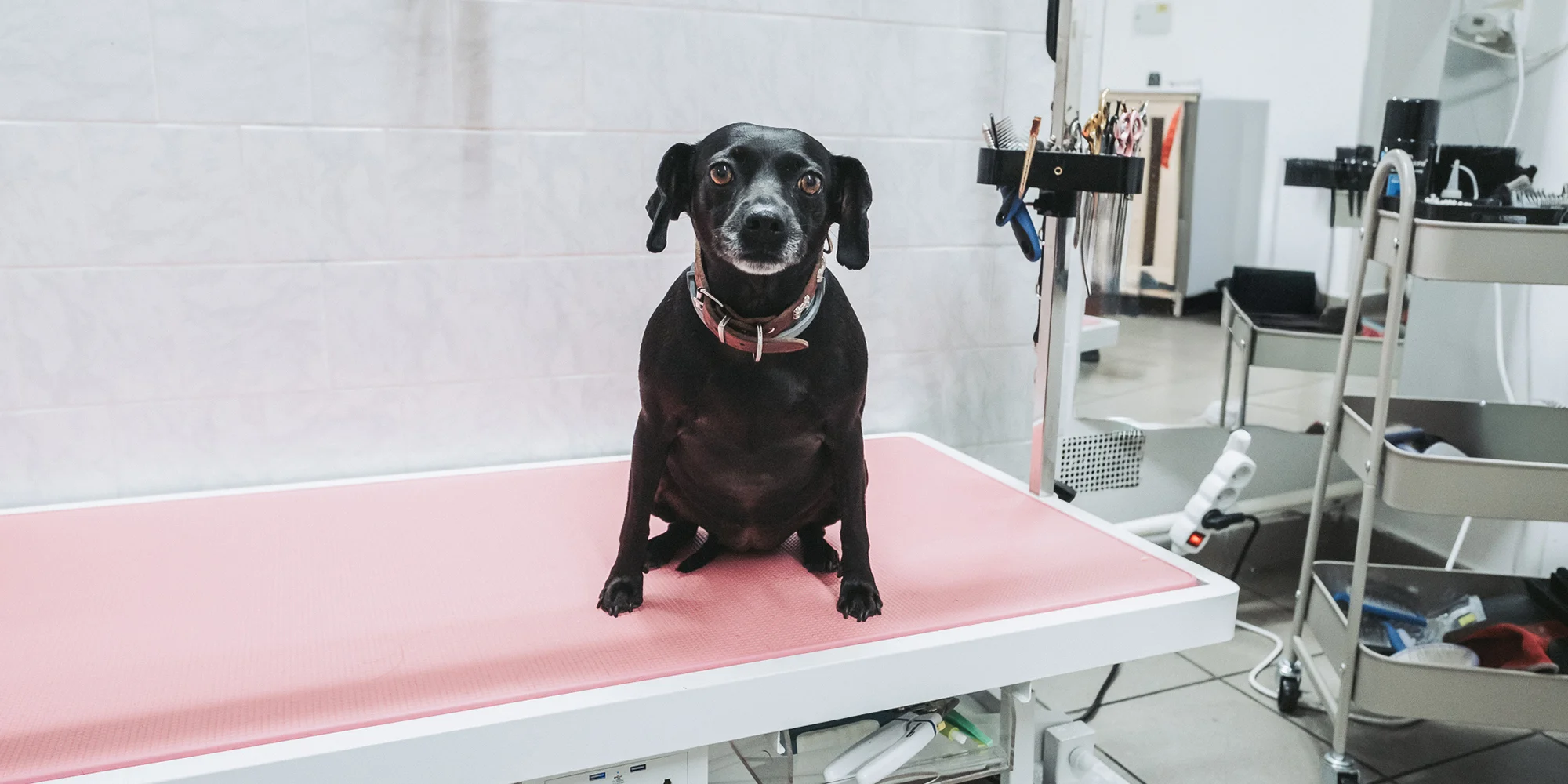 Wellness pro malé i velké psy nebo psí dentální hygiena