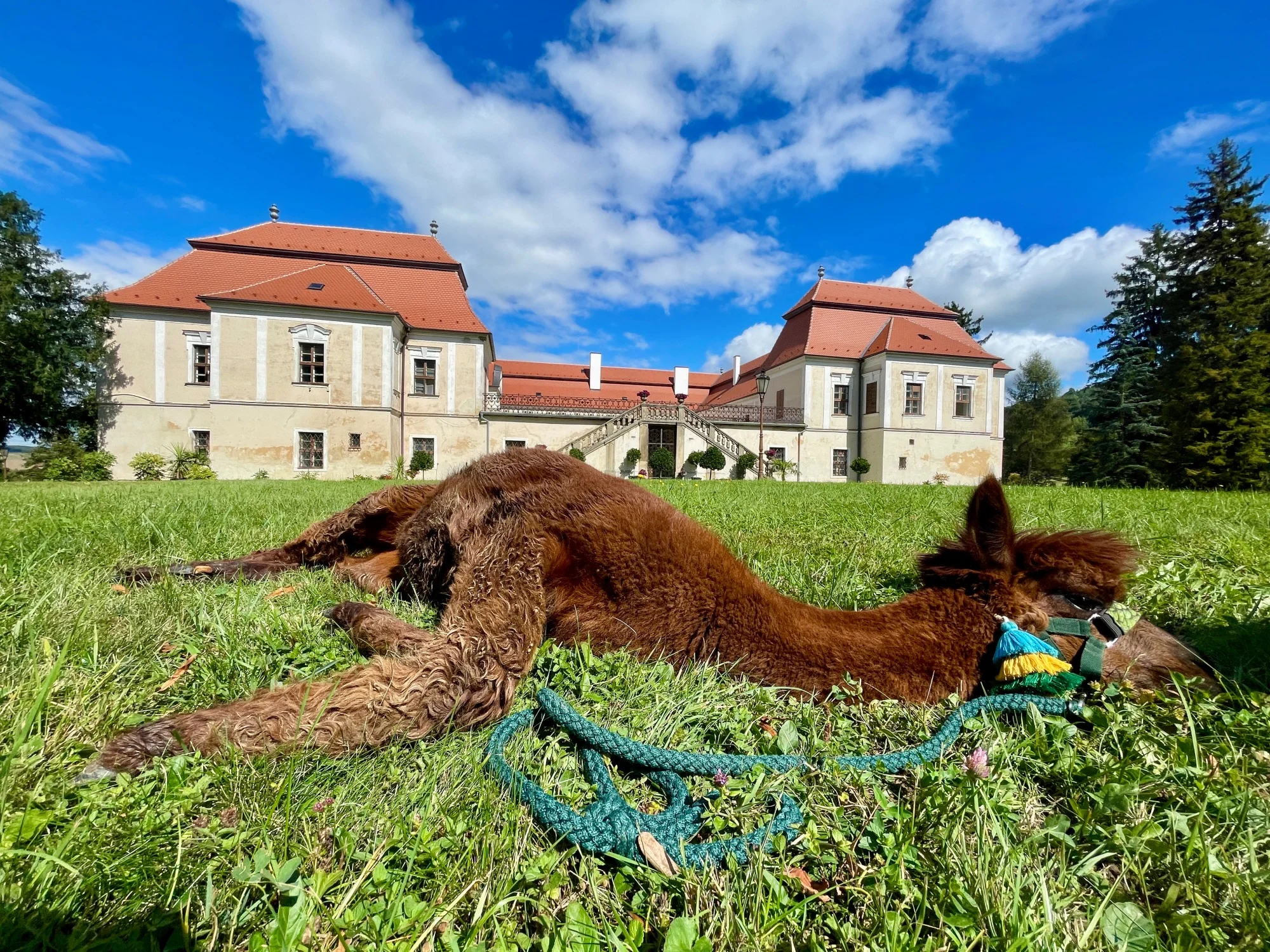 Zážitek pro milovníky zvířat – alpakatrekking na 60 minut v zámeckém parku Koryčany