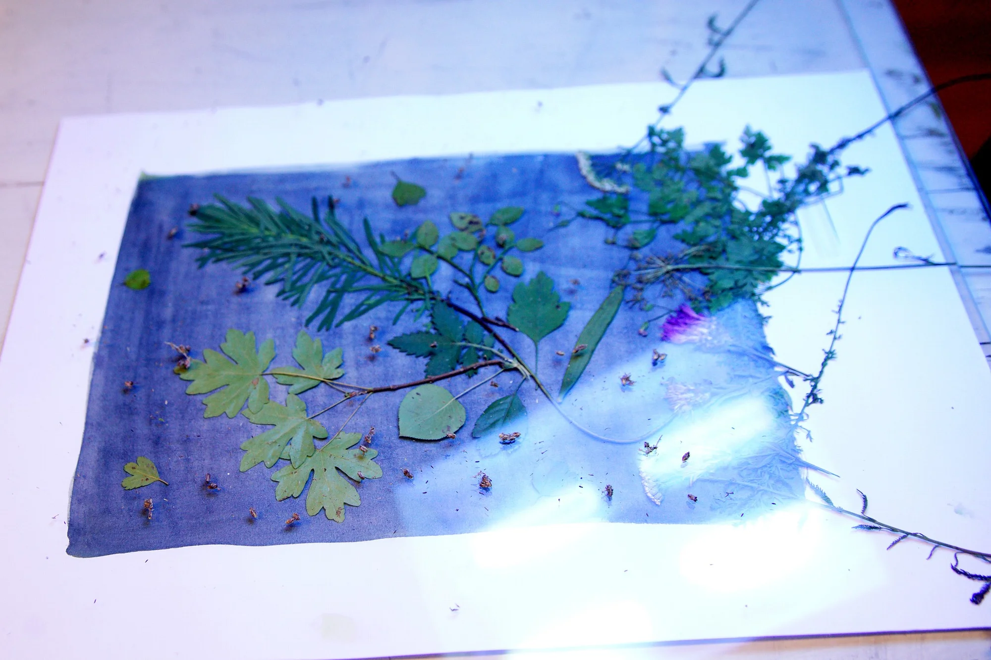 Objevte magii kyanotypie: 3hodinový workshop modrotisku pro 1 nebo 2 osoby