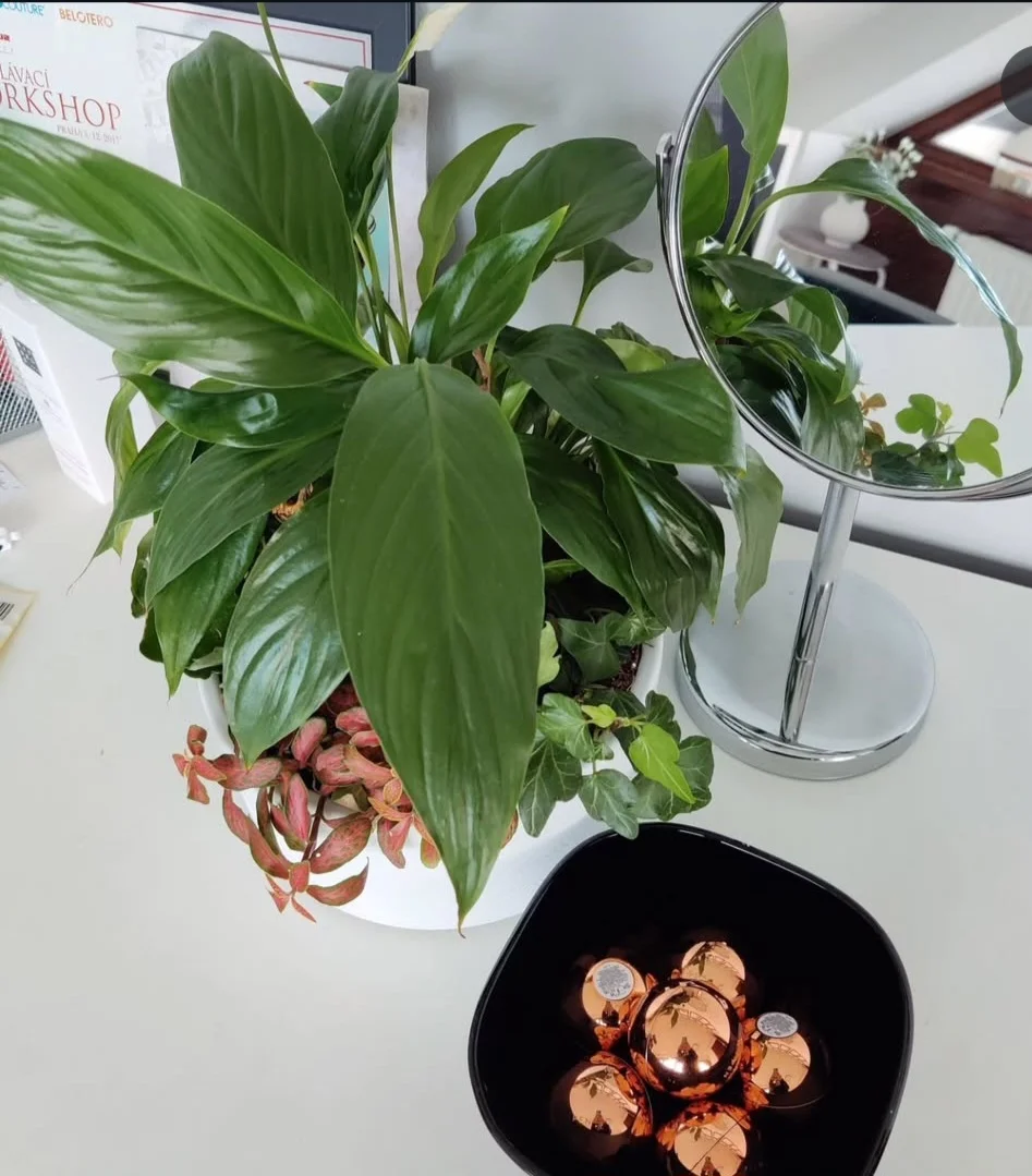 Rozmazlete svou pleť: hydratační či regenerační omlazující ošetření i mezoterapie s exosomy