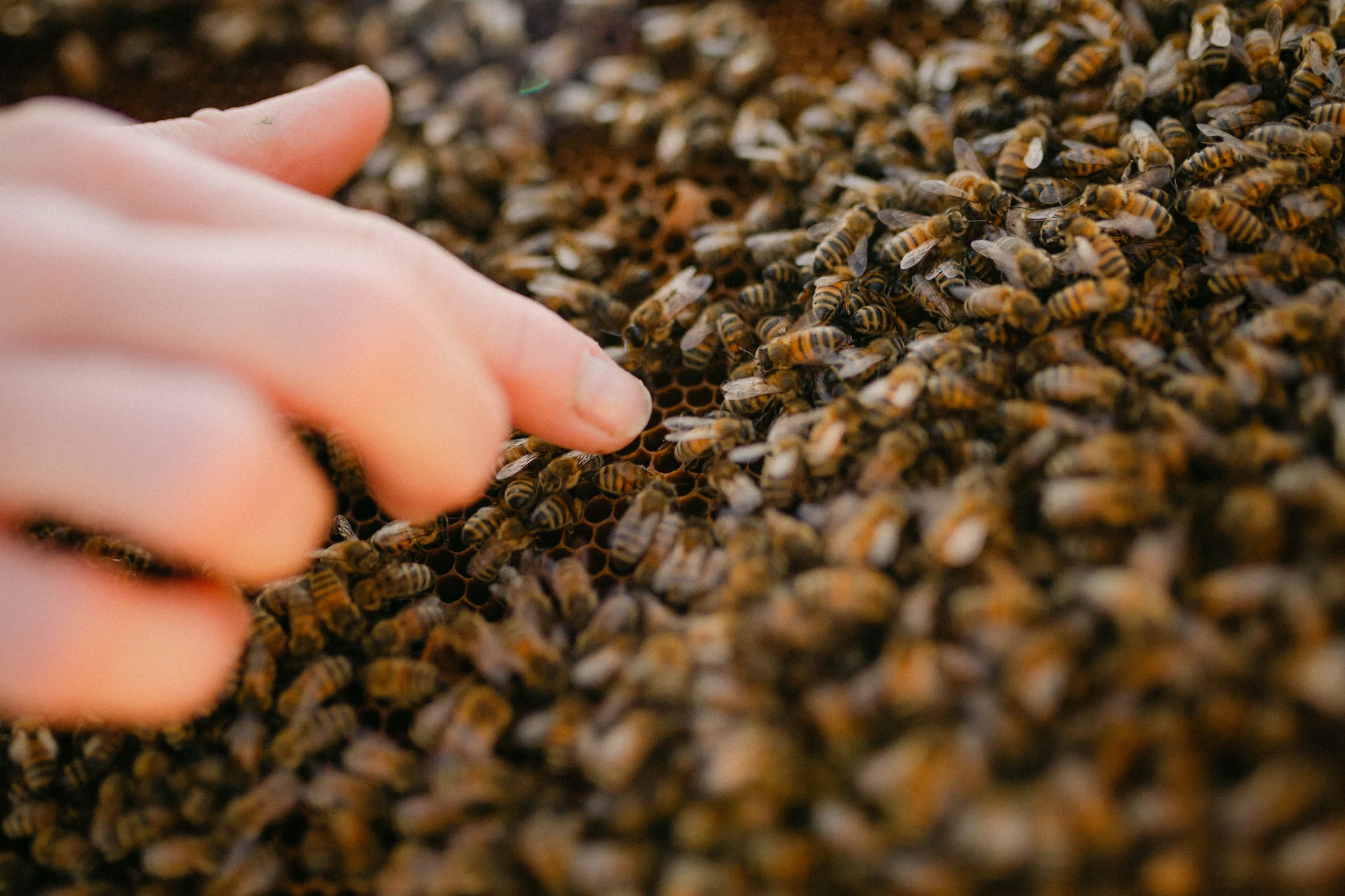 Včelařem na zkoušku vč. pobytu v apidomku a ochutnávky včelích produktů, pro 3 osoby