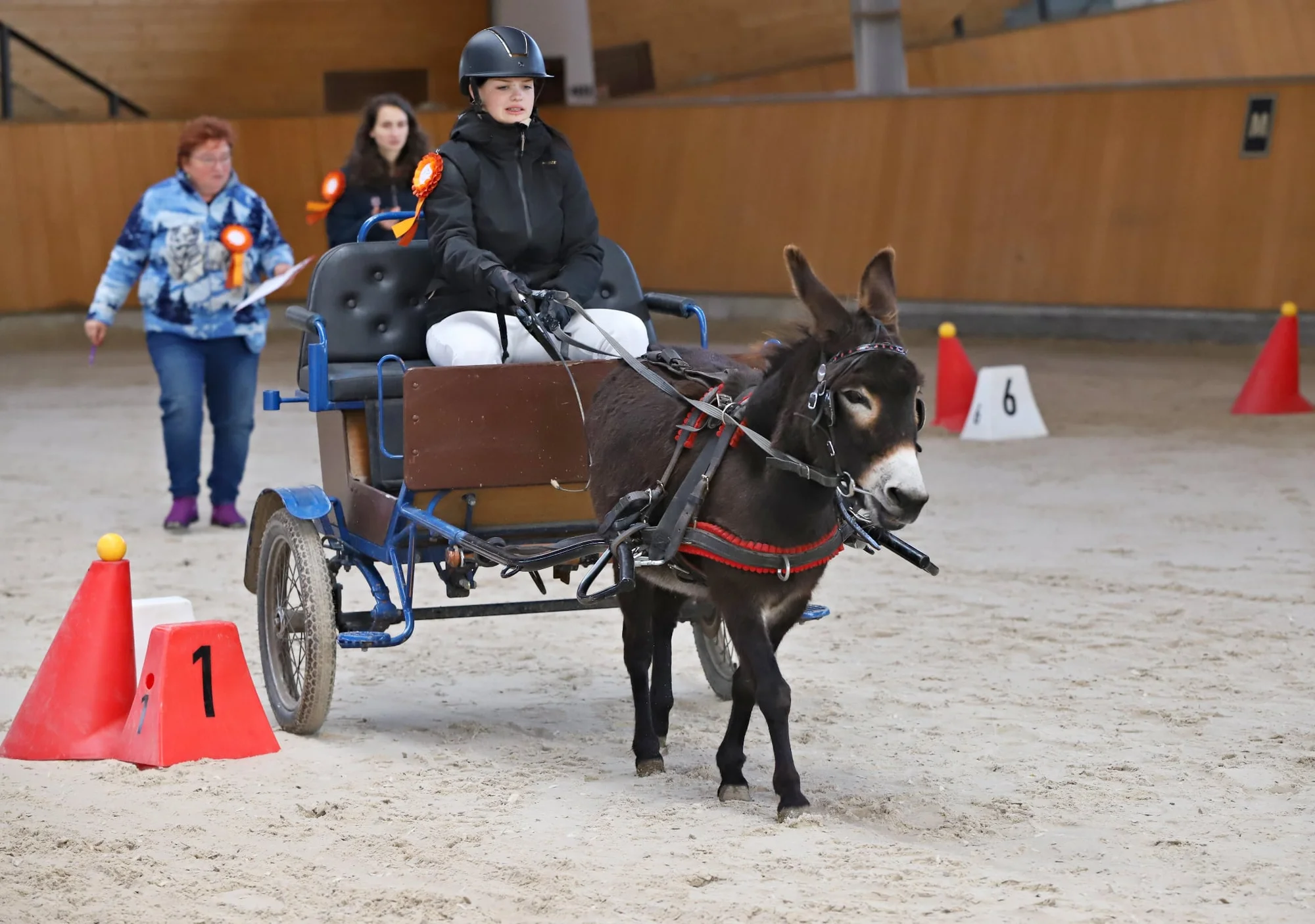 Projížďka na oslíkovi nebo poníkovi pro děti: zážitek v přírodě na 20 či 45 min.