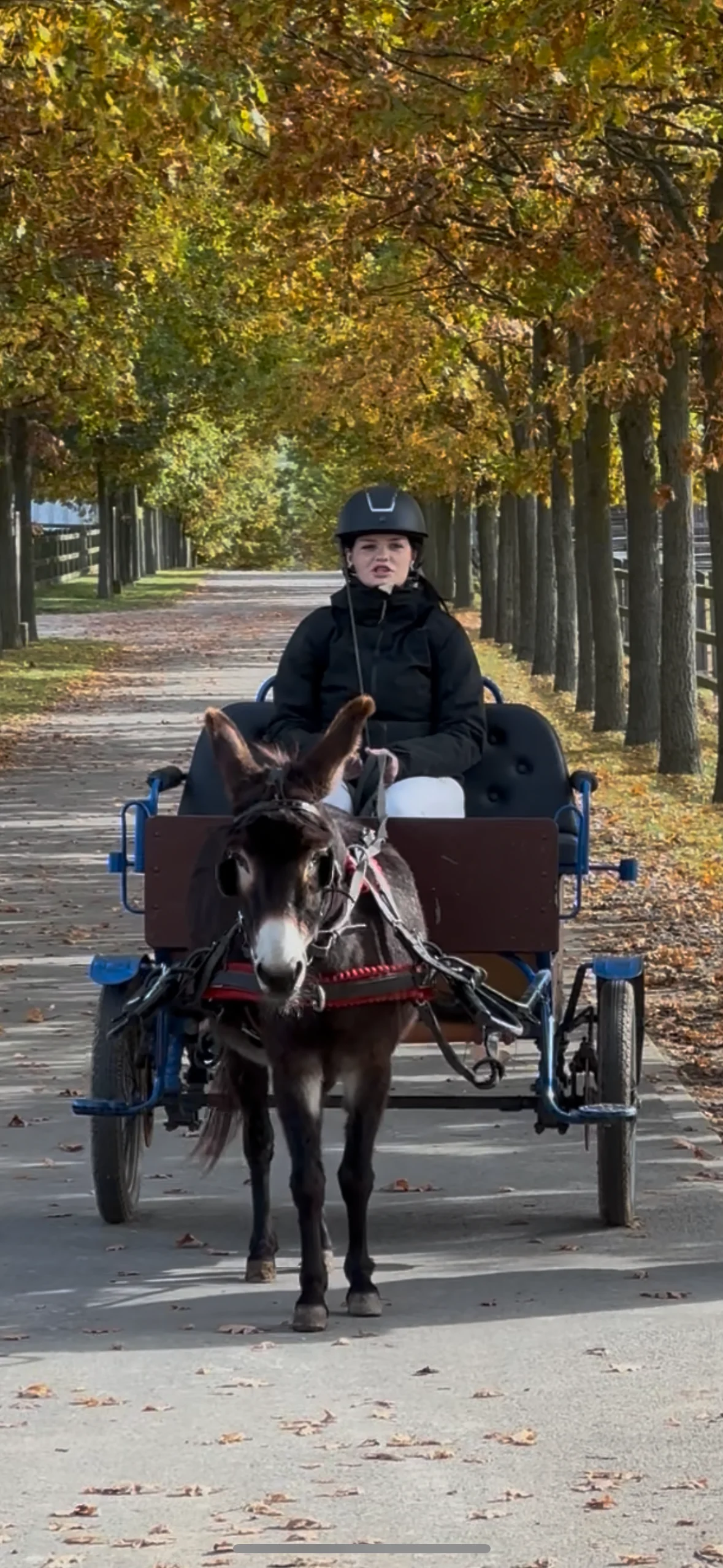 Projížďka na oslíkovi nebo poníkovi pro děti: zážitek v přírodě na 20 či 45 min.