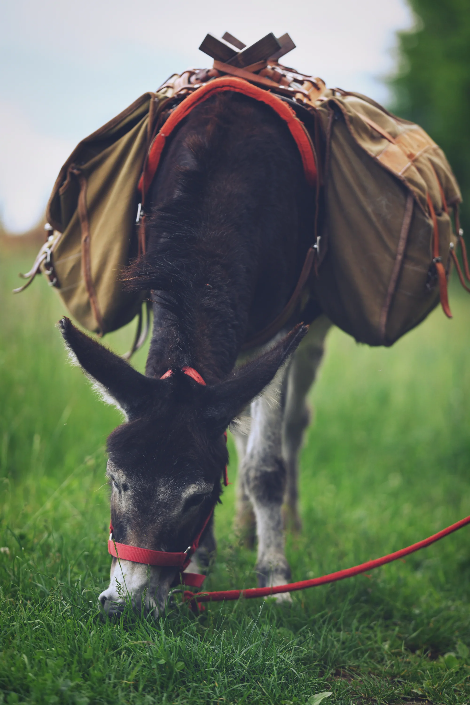 Rodinná návštěva Oslí stezky: prohlídka farmy, trail park a svezení pro děti i túra s piknikem