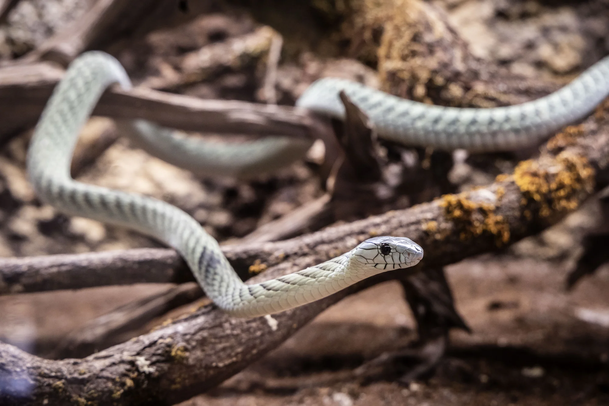 Hadi, ještěři i pavouci: vstupenky do Světa plazů pro děti, dospělé i studenty