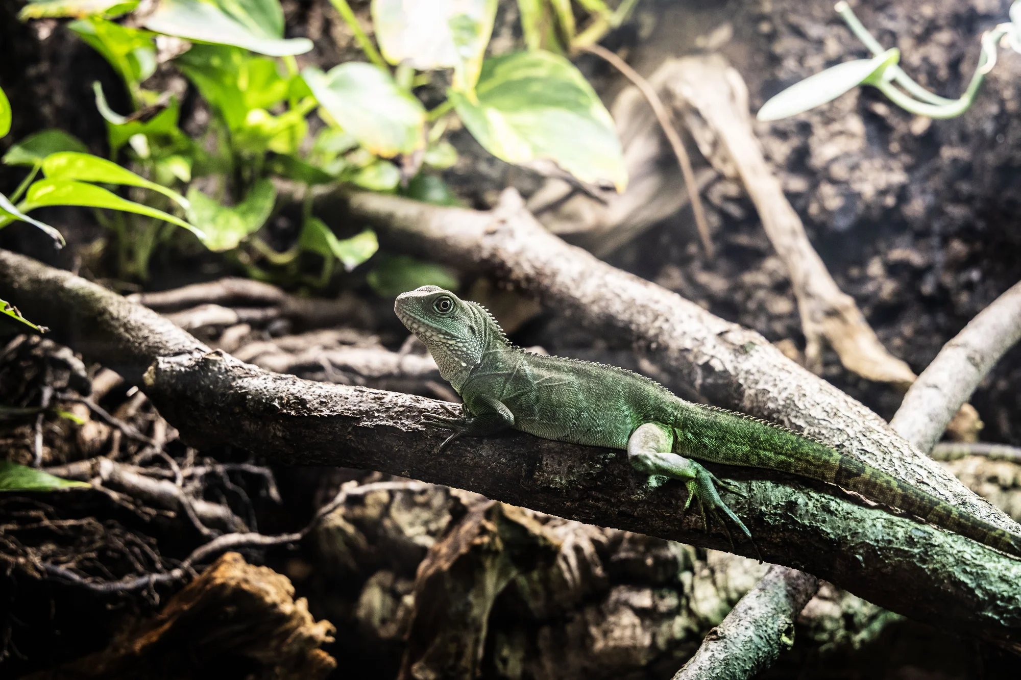 Hadi, ještěři i pavouci: vstupenky do Světa plazů pro děti, dospělé i studenty