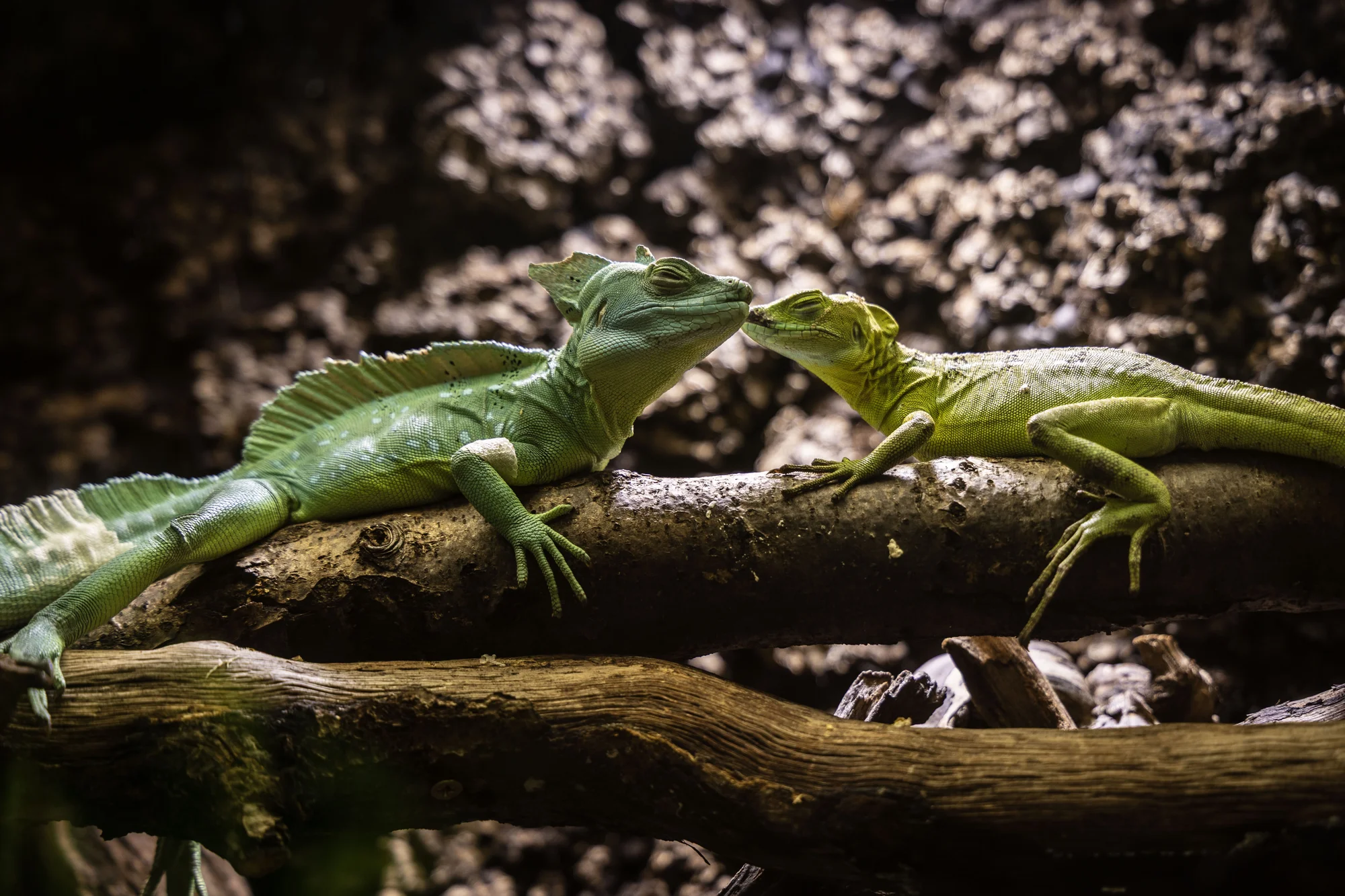 Hadi, ještěři i pavouci: vstupenky do Světa plazů pro děti, dospělé i studenty