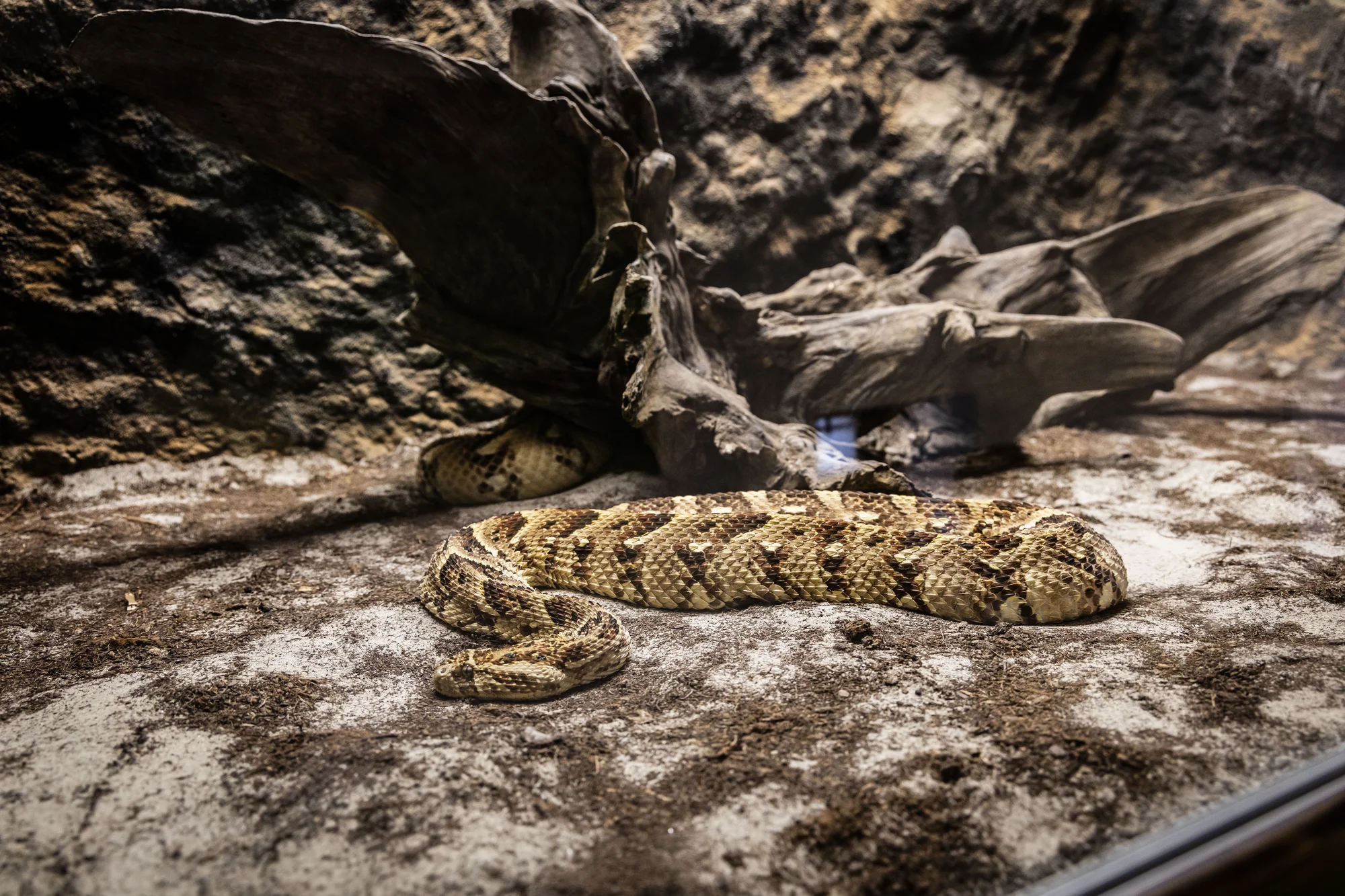 Hadi, ještěři i pavouci: vstupenky do Světa plazů pro děti, dospělé i studenty