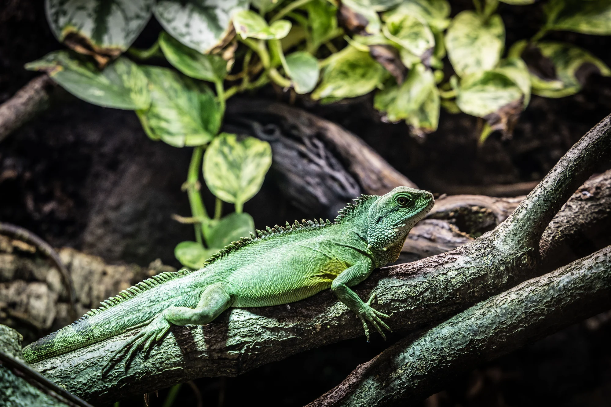 Hadi, ještěři i pavouci: vstupenky do Světa plazů pro děti, dospělé i studenty