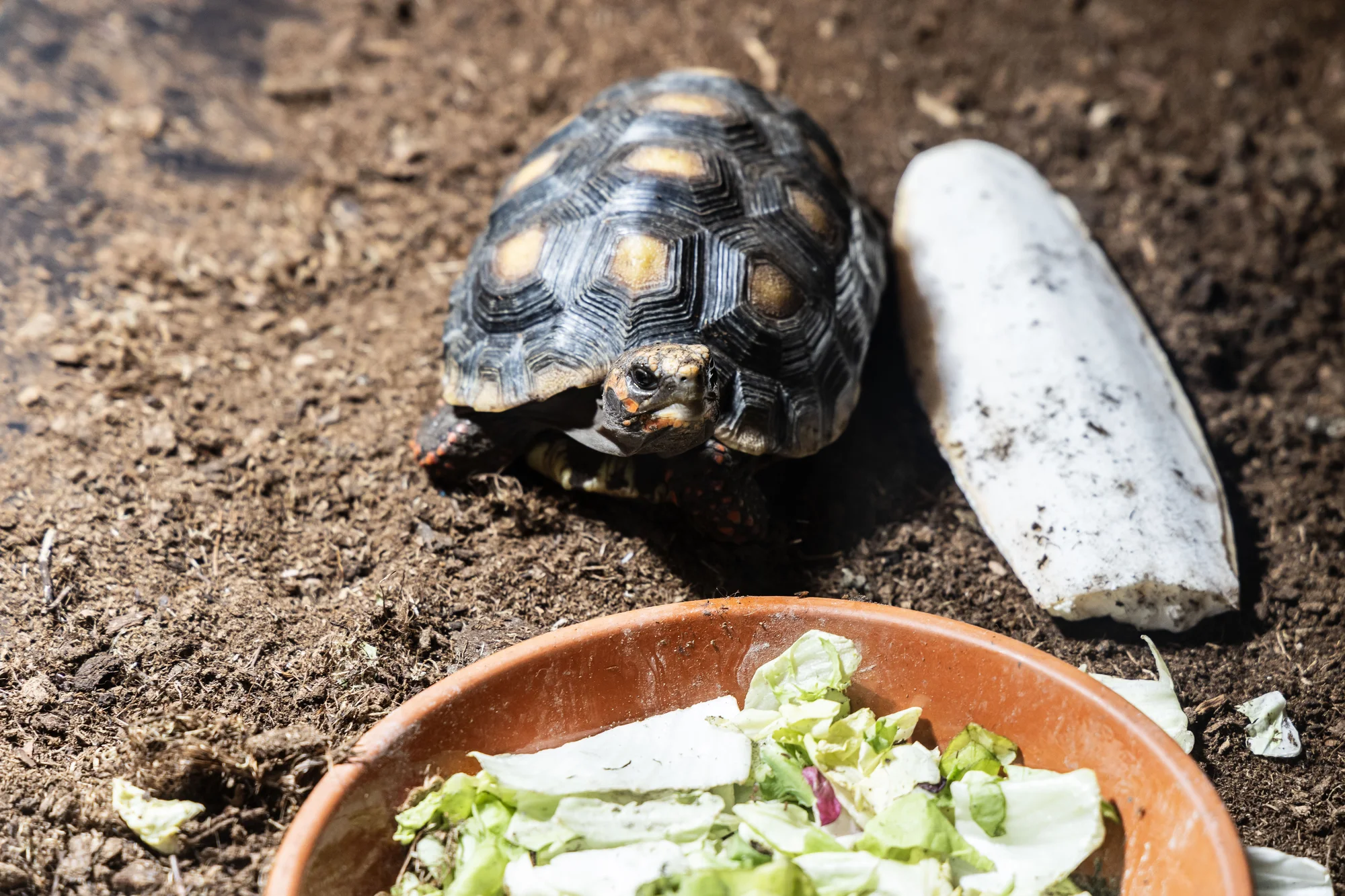 Hadi, ještěři i pavouci: vstupenky do Světa plazů pro děti, dospělé i studenty