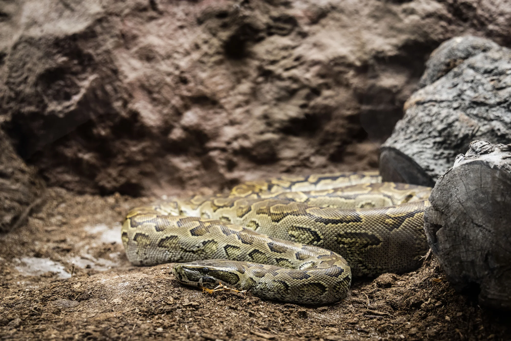 Hadi, ještěři i pavouci: vstupenky do Světa plazů pro děti, dospělé i studenty