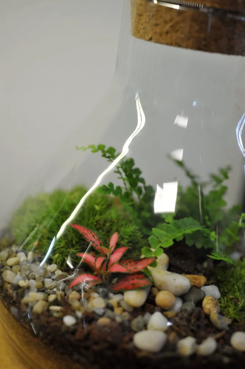 Kreativní workshop: vytvořte si vlastní mechárium a přineste si kousek přírody domů