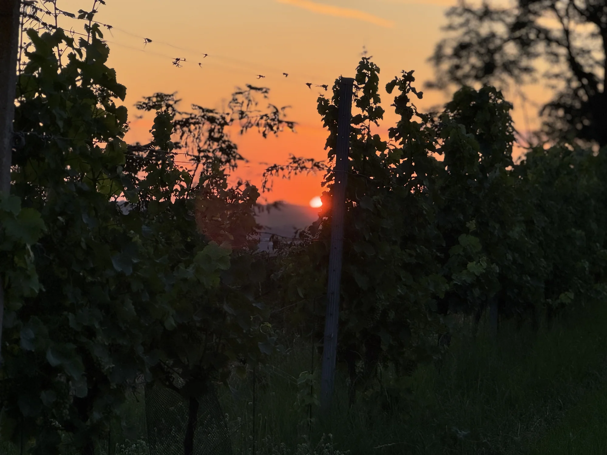 Degustace vín a romantický piknik ve vinici na jižní Moravě pro 2 osoby