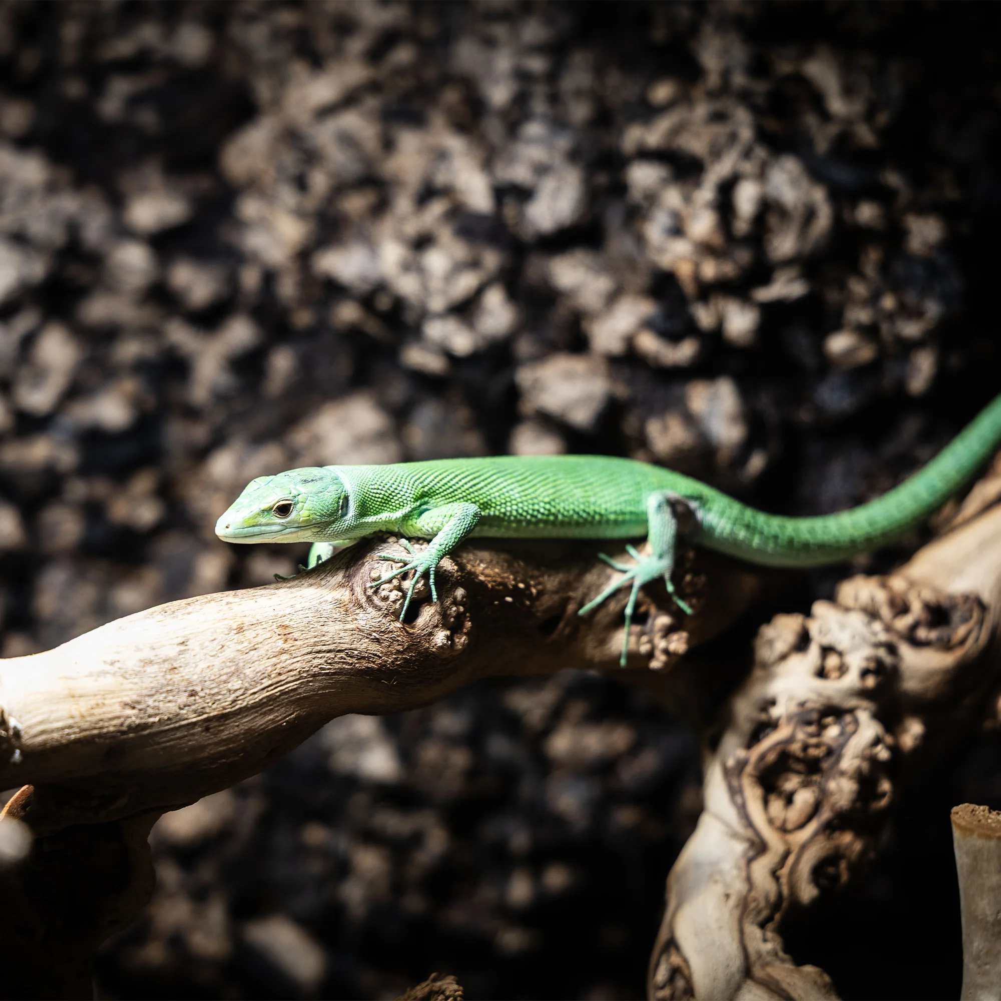 Hadi, ještěři i pavouci: vstupenky do Světa plazů pro děti, dospělé i studenty