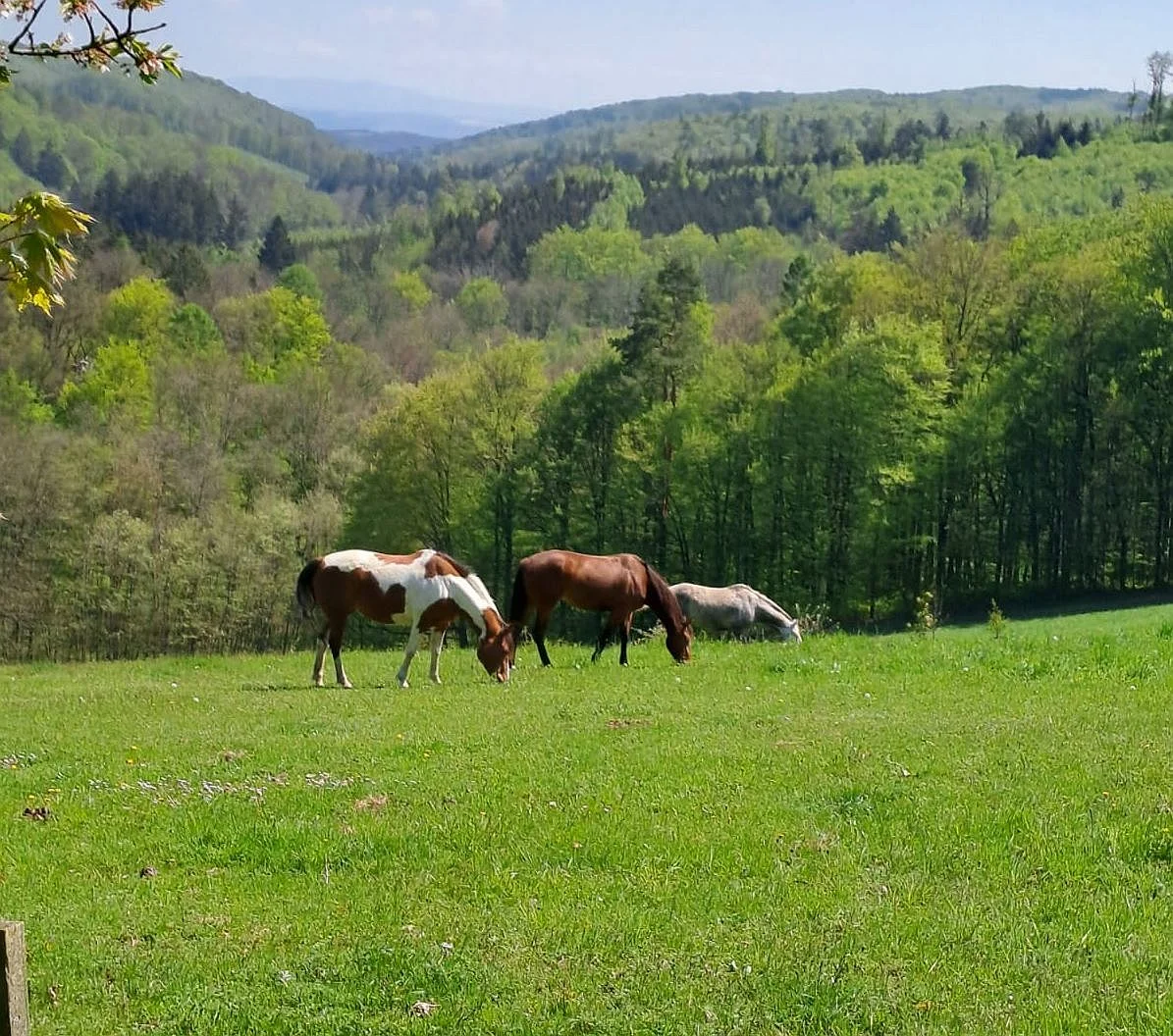 Relax na ranči se snídaněmi a bowlingem