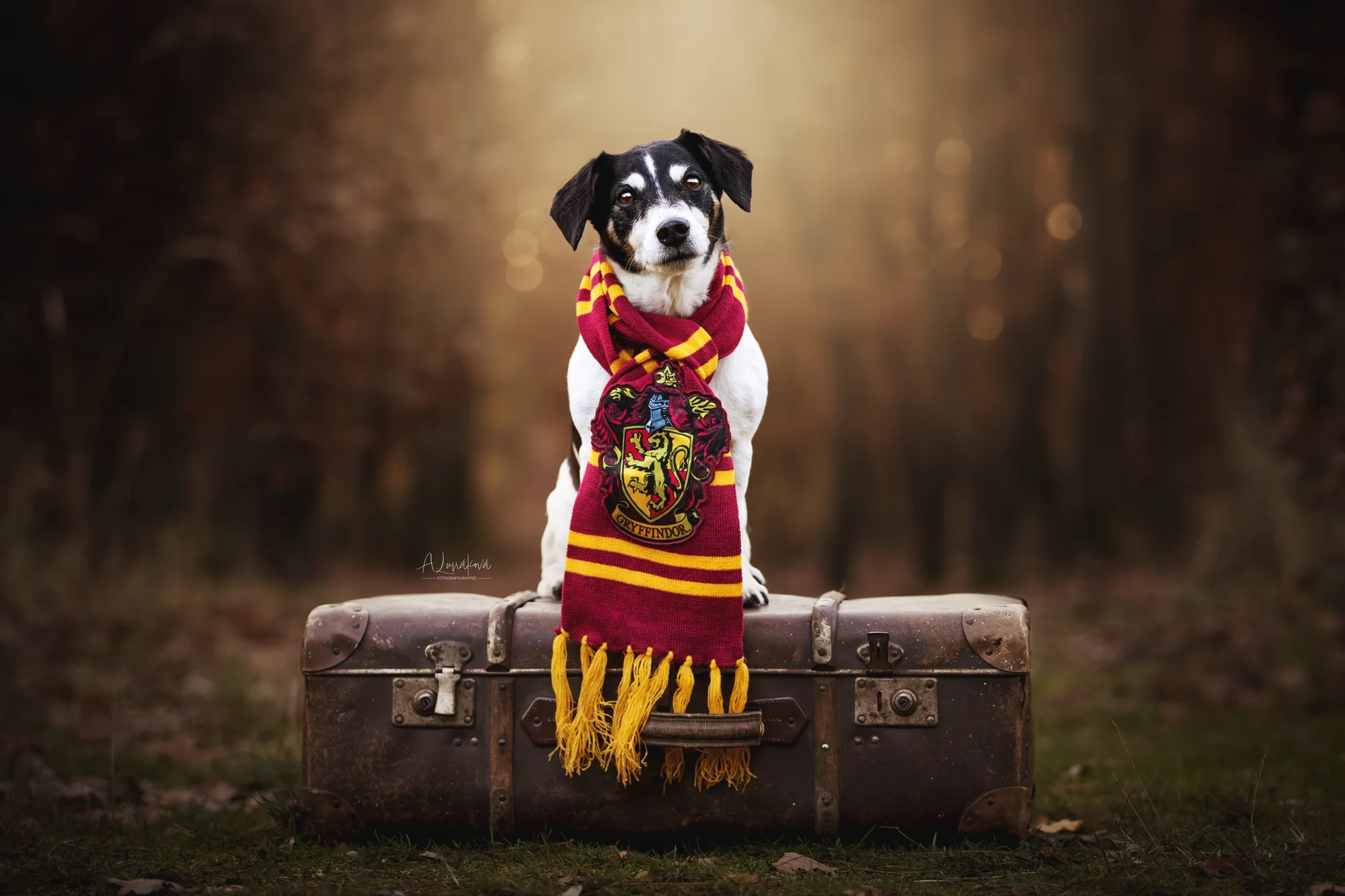 Klasické či kouzelnické focení pejsků: 3-15 výsledných upravených fotek