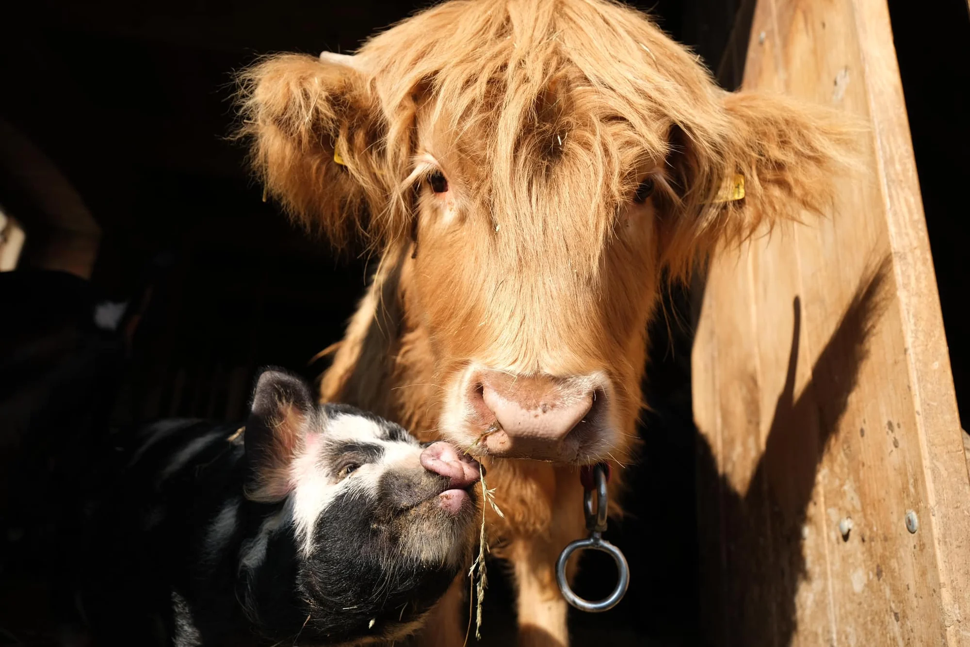 Glamping na farmě v Posázaví pro 5 osob: luxusní stan s výhledem na pastviny a koupací biotop