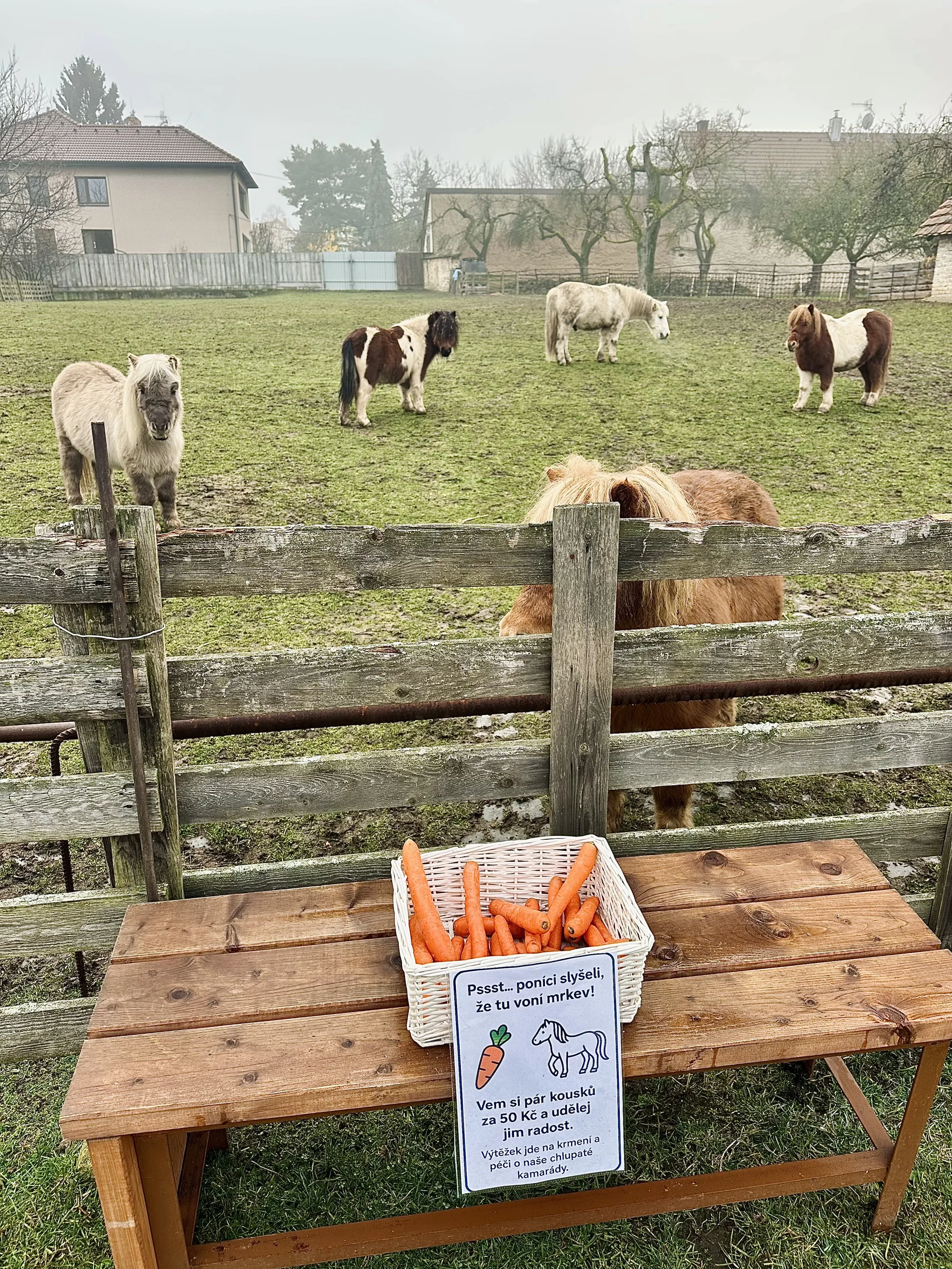 Zážitek na poníkové farmě: péče o poníky i projížďka s hledáním pokladu či plněním úkolů