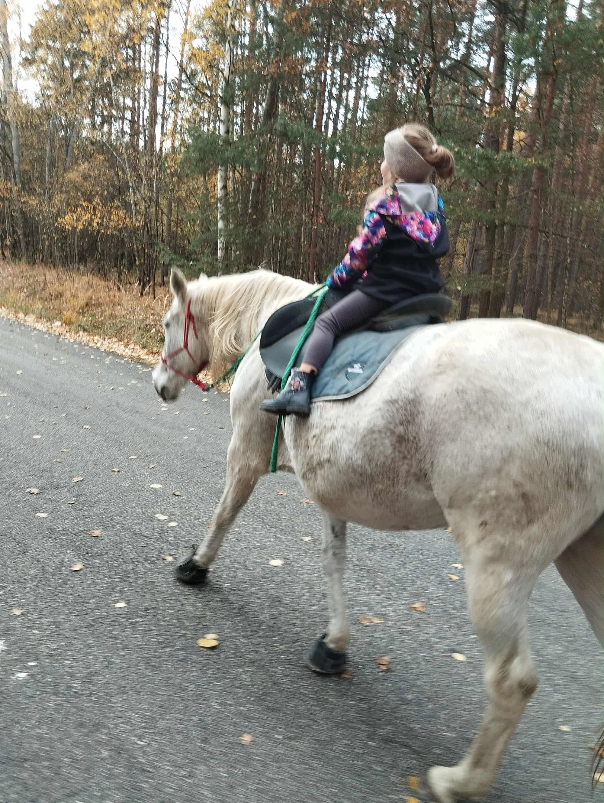 Projížďka na koni v přírodě u Českých Budějovic: 2,5 hod. pro 1 osobu