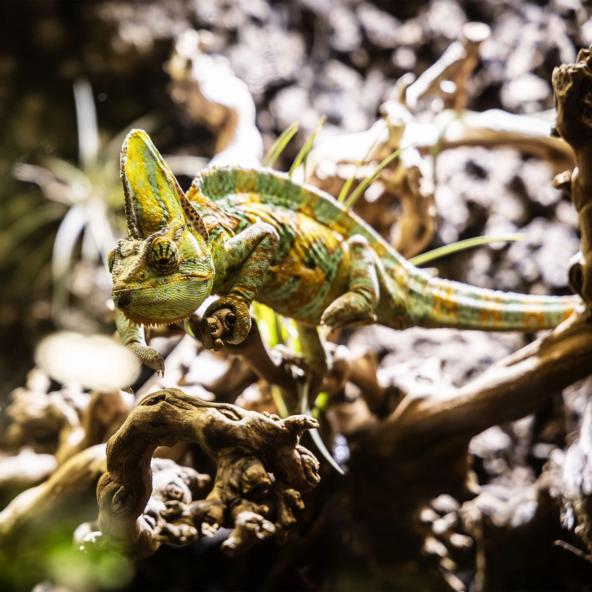 Hadi, ještěři i pavouci: vstupenky do Světa plazů pro děti, dospělé i studenty