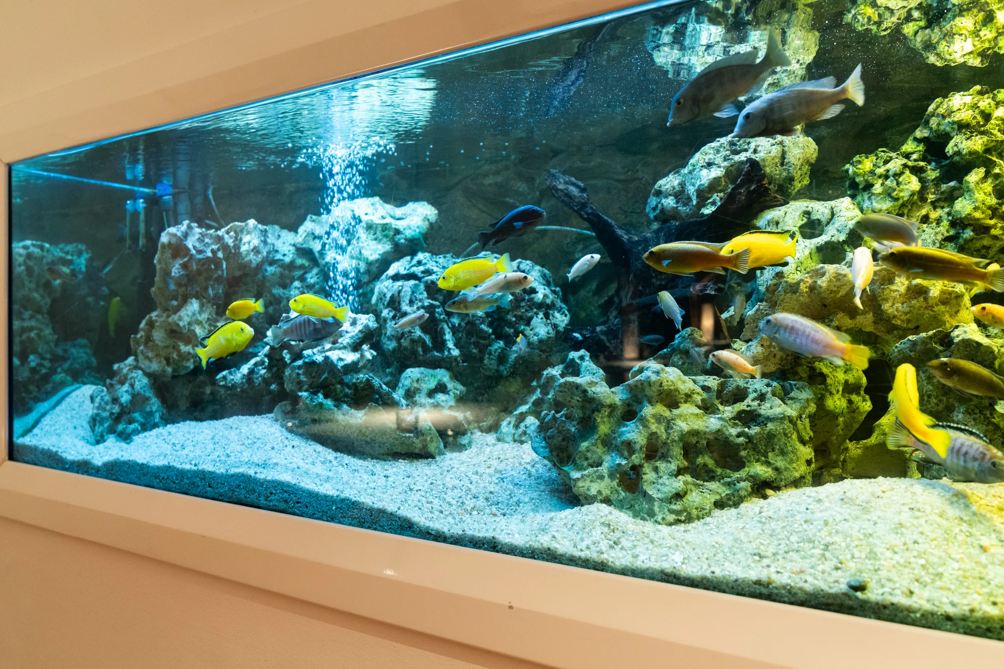 Gastronomická cesta po Asii: menu dle výběru vč. amuse bouche a welcome drinku