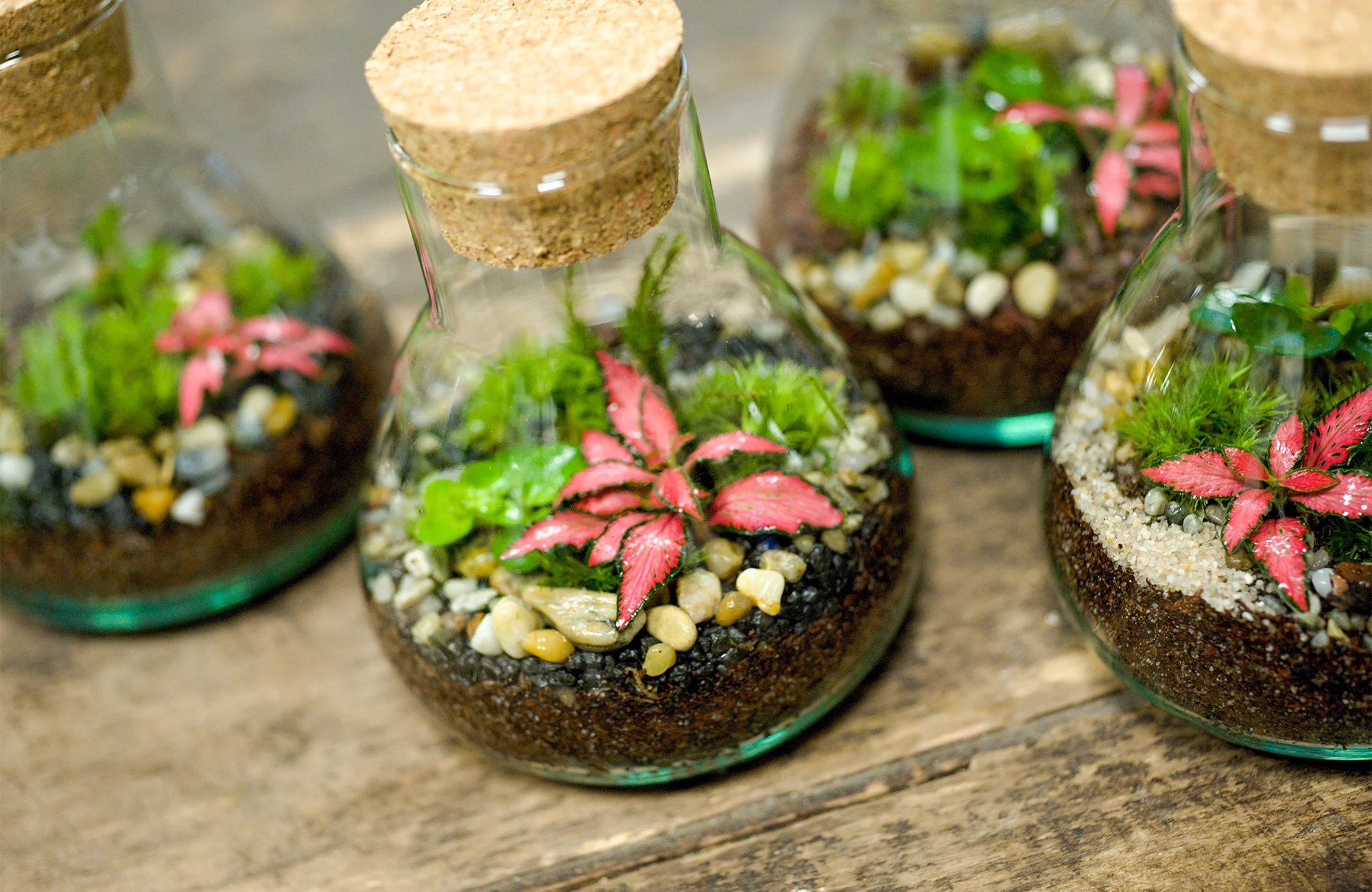 Kreativní workshop: vytvořte si vlastní mechárium a přineste si kousek přírody domů