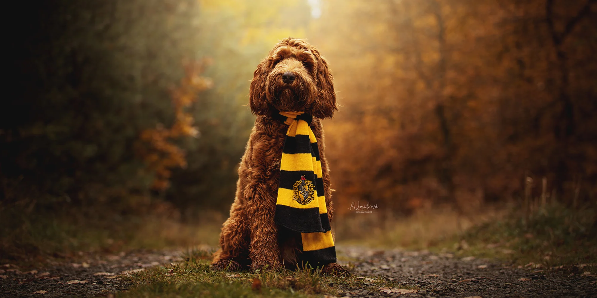 Klasické či kouzelnické focení pejsků: 3-15 výsledných upravených fotek