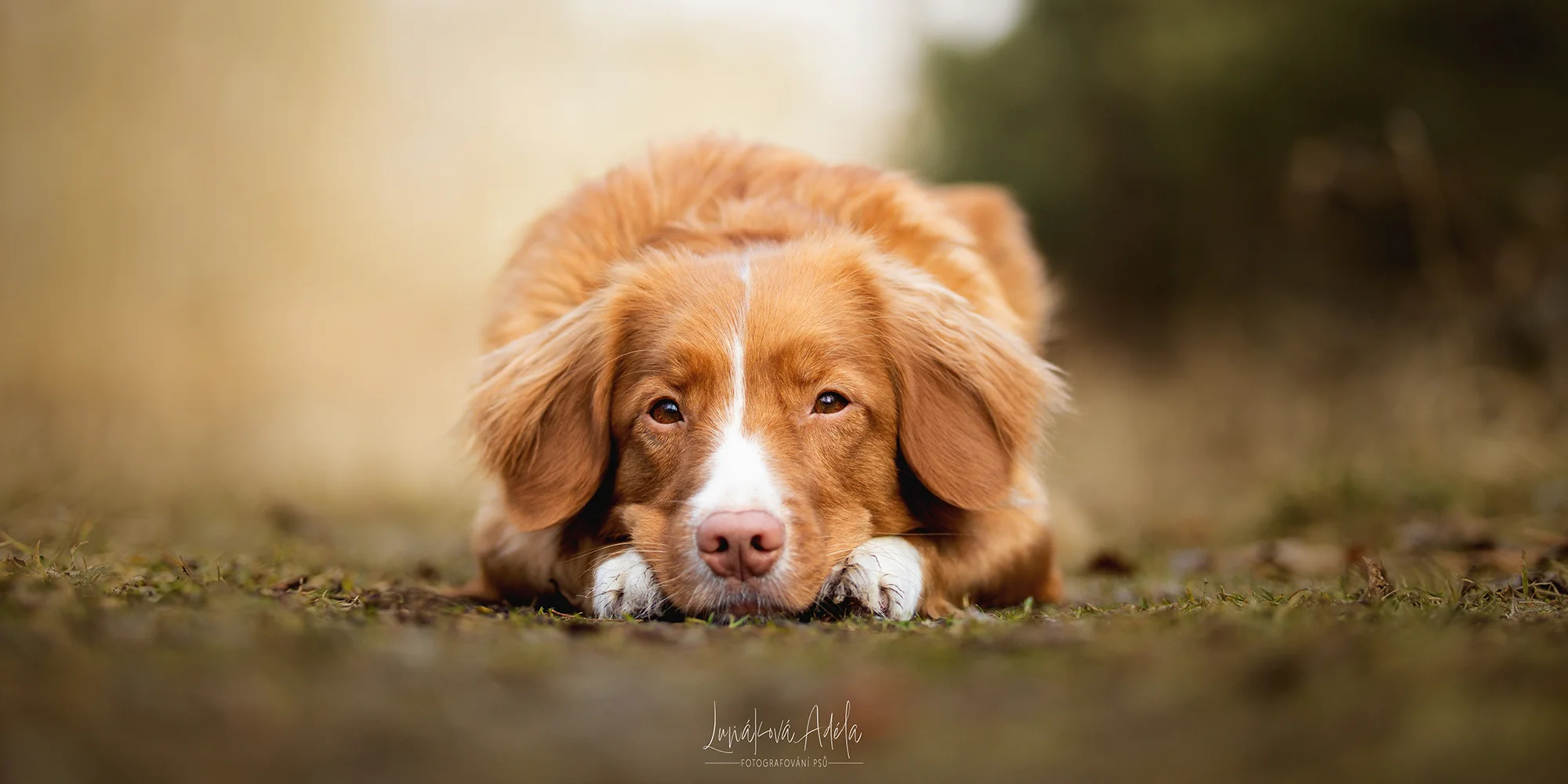 Klasické či kouzelnické focení pejsků: 3-15 výsledných upravených fotek