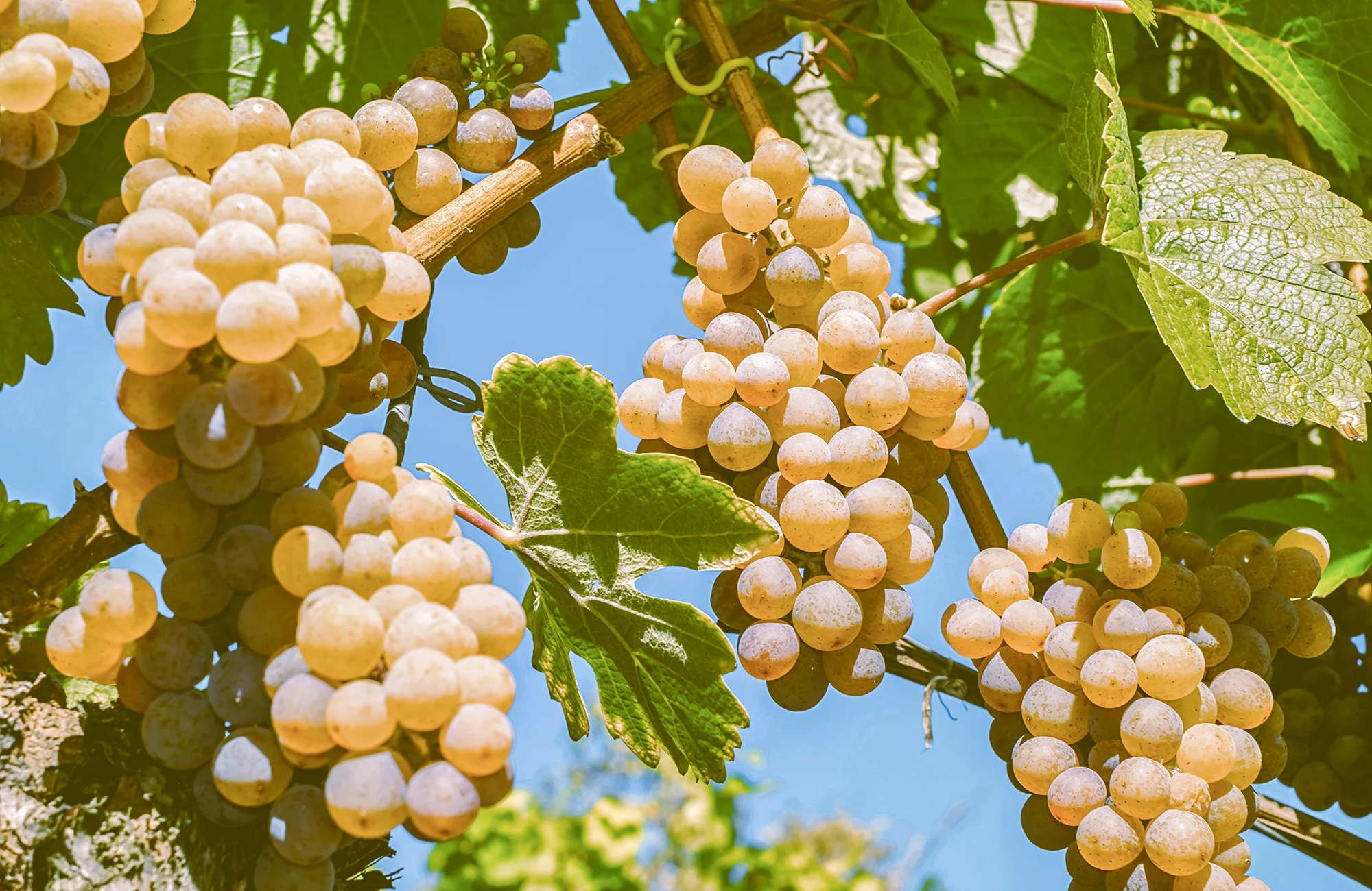 Úniková hra Vinařův poklad s posezením na Znojemsku pro 2–6 osob