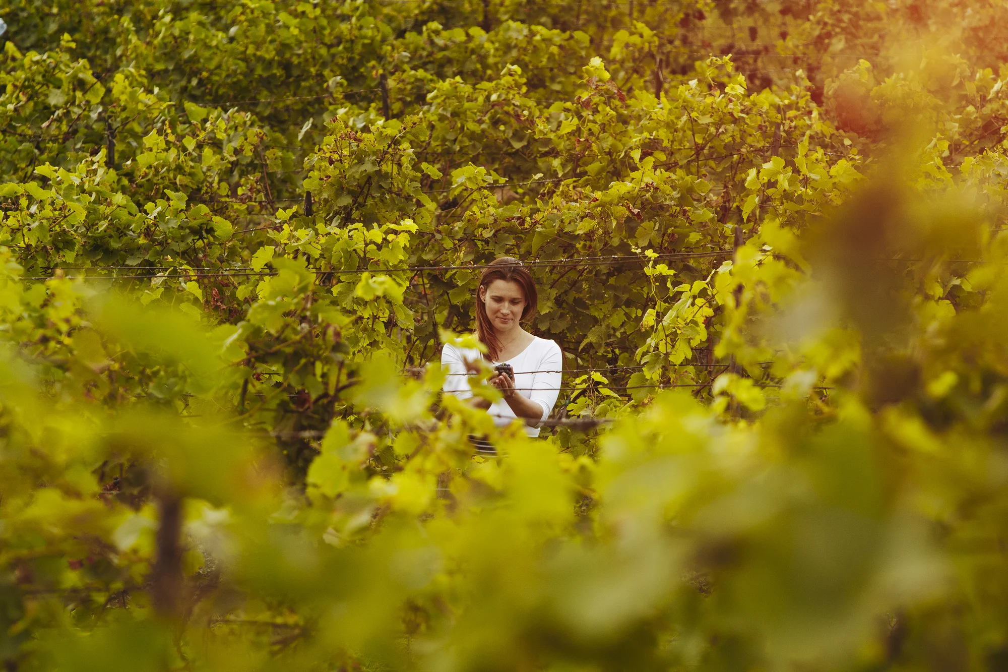 Voucher na nákup vulkanických vín z Českého středohoří: 300 až 2000 Kč