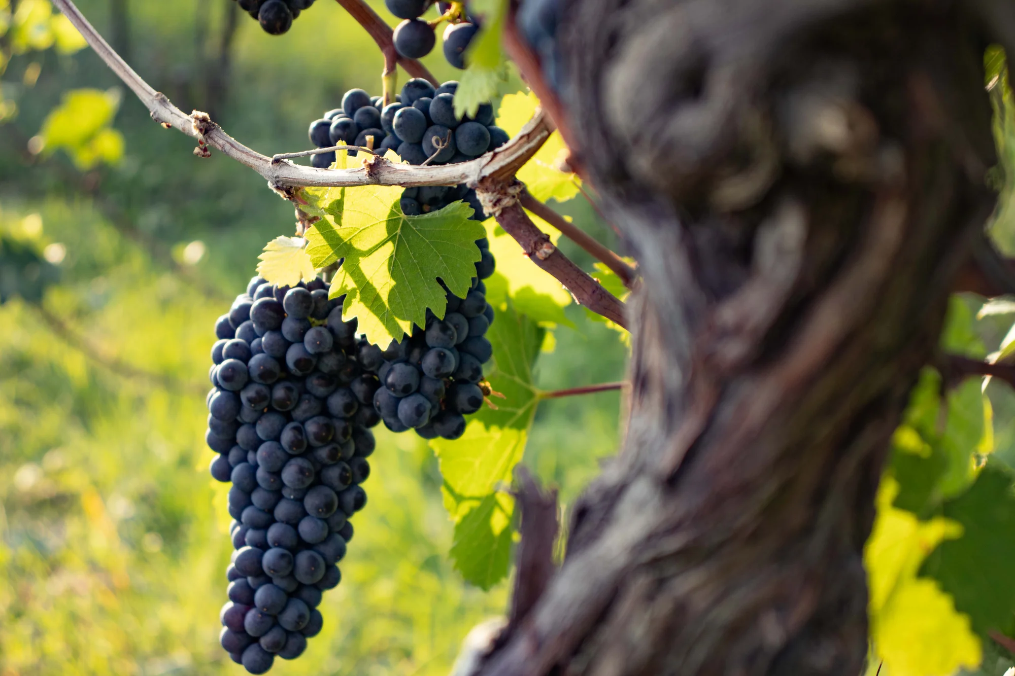 Voucher na nákup vulkanických vín z Českého středohoří: 300 až 2000 Kč