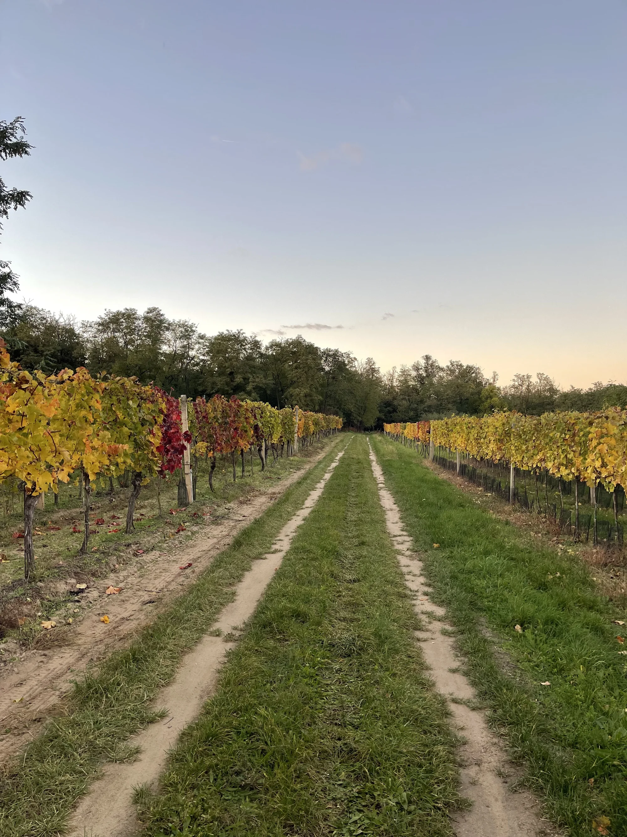 Celovečerní řízená degustace 8 vín v Lednicko-valtickém areálu i studený raut