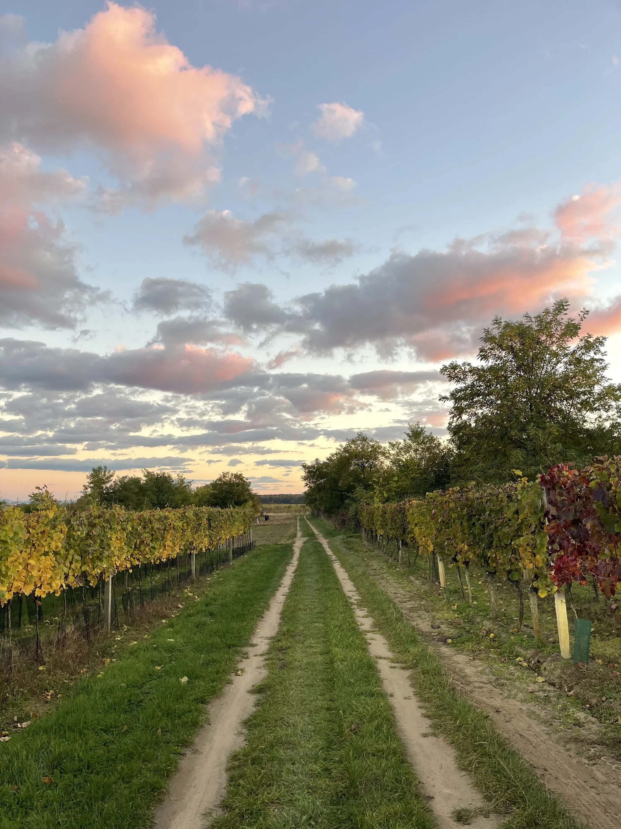 Celovečerní řízená degustace 8 vín v Lednicko-valtickém areálu i studený raut
