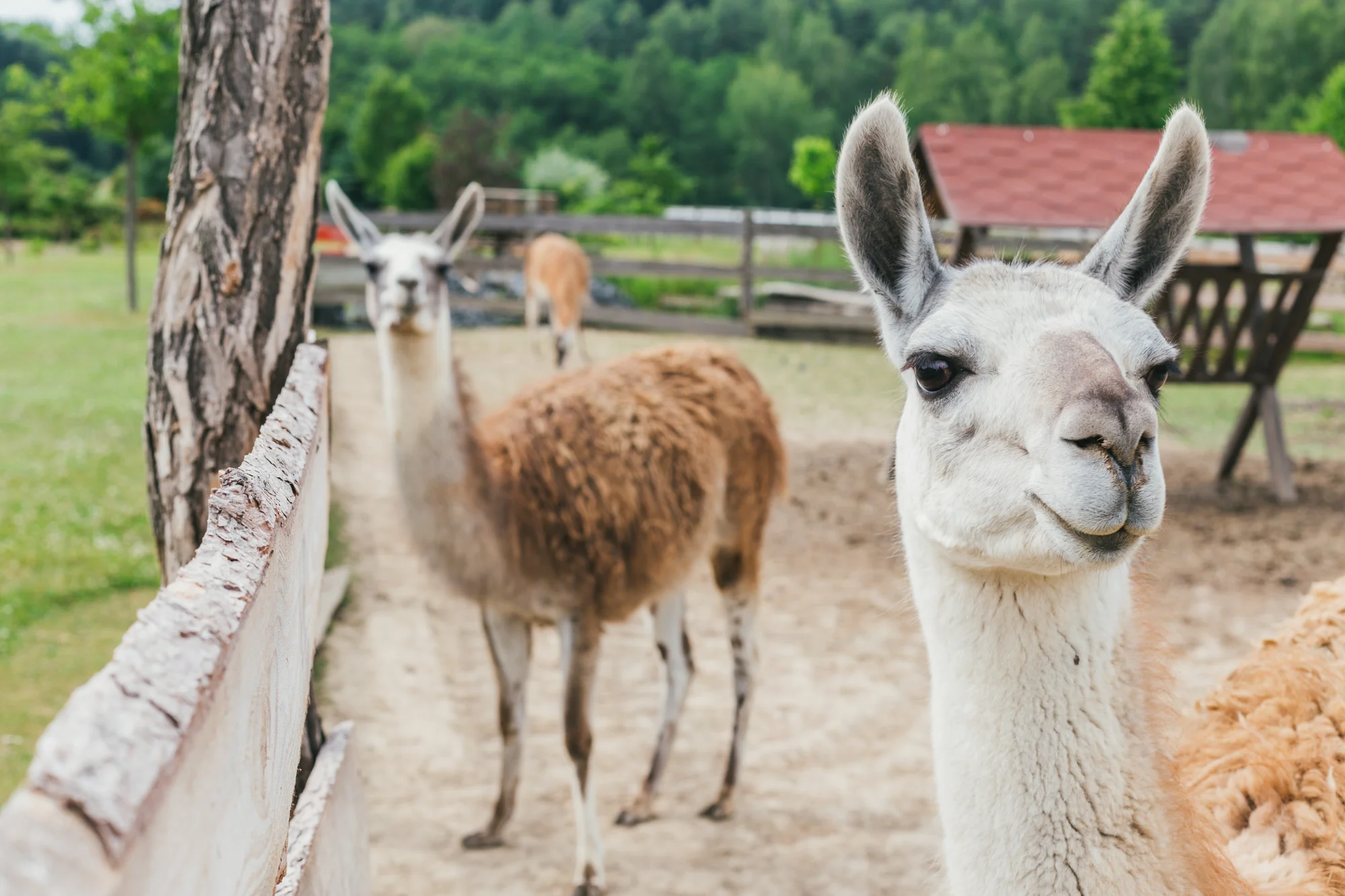 Pobyt v plně vybavené chalupě či srubu až pro 11 osob v Lužických horách