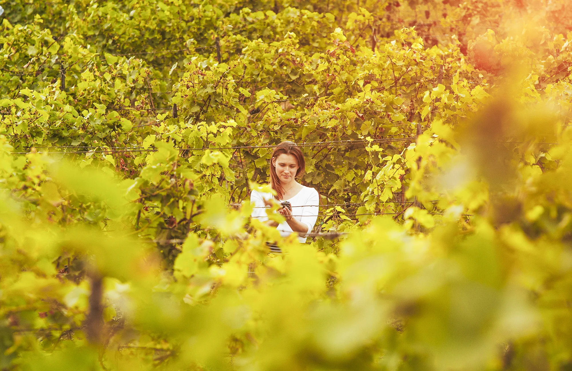 Degustace vulkanických vín pro dva v srdci Českého středohoří ve vinařství WILOMENNA