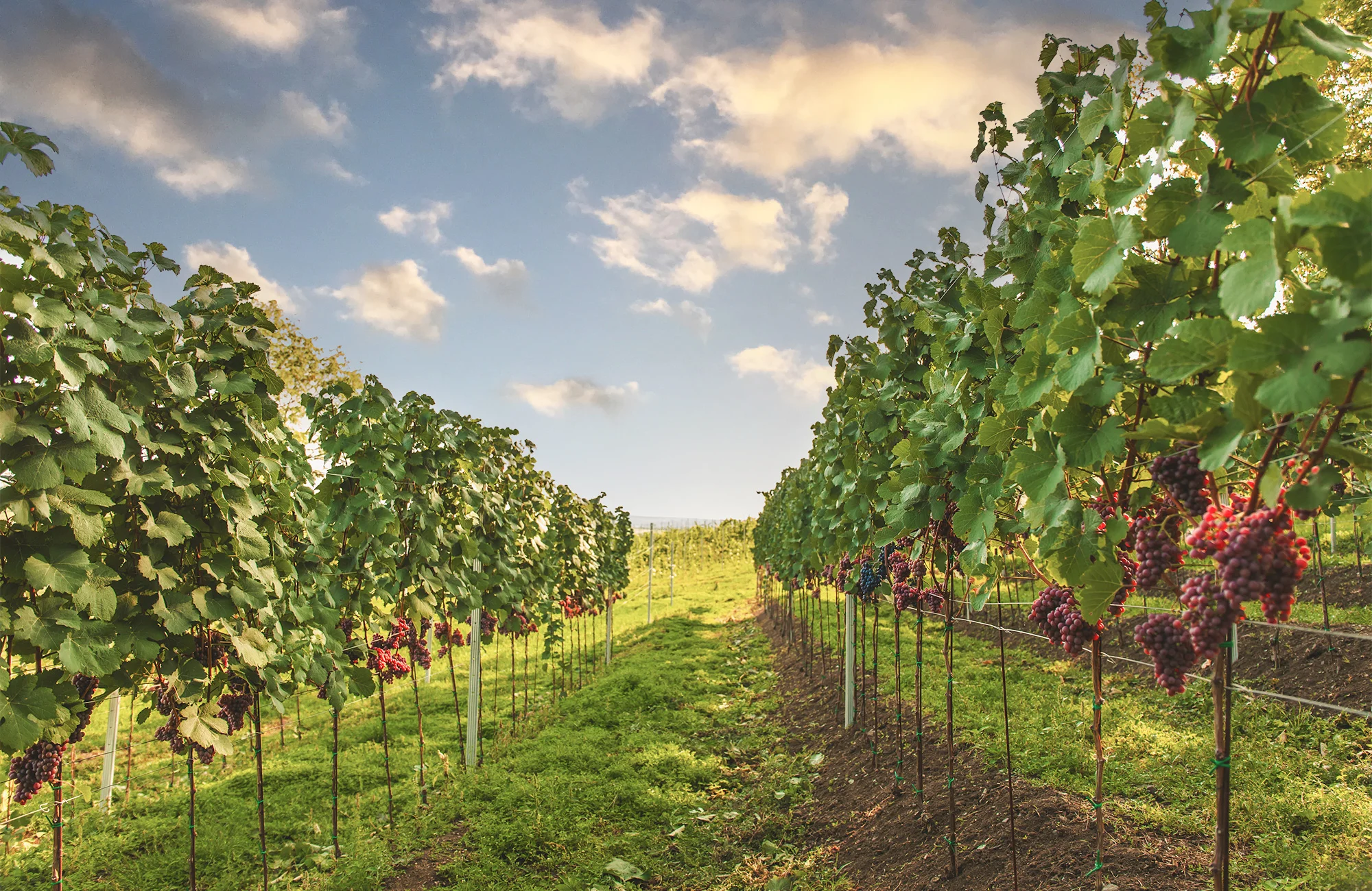 Degustace vulkanických vín pro dva v srdci Českého středohoří ve vinařství WILOMENNA