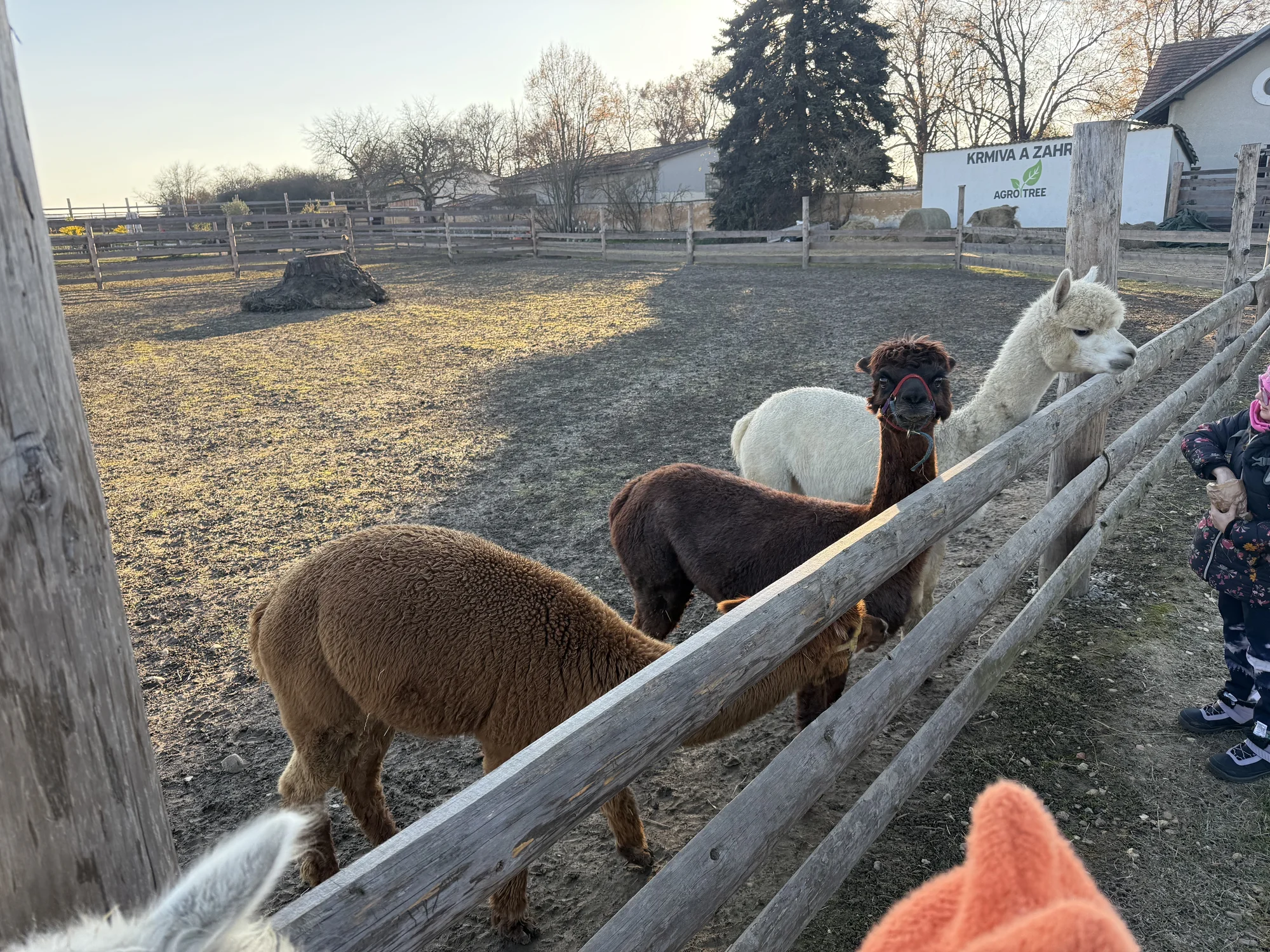 Rodinná procházka s alpakou pro 2 dospělé a 2 děti: seznamka i krmení a focení