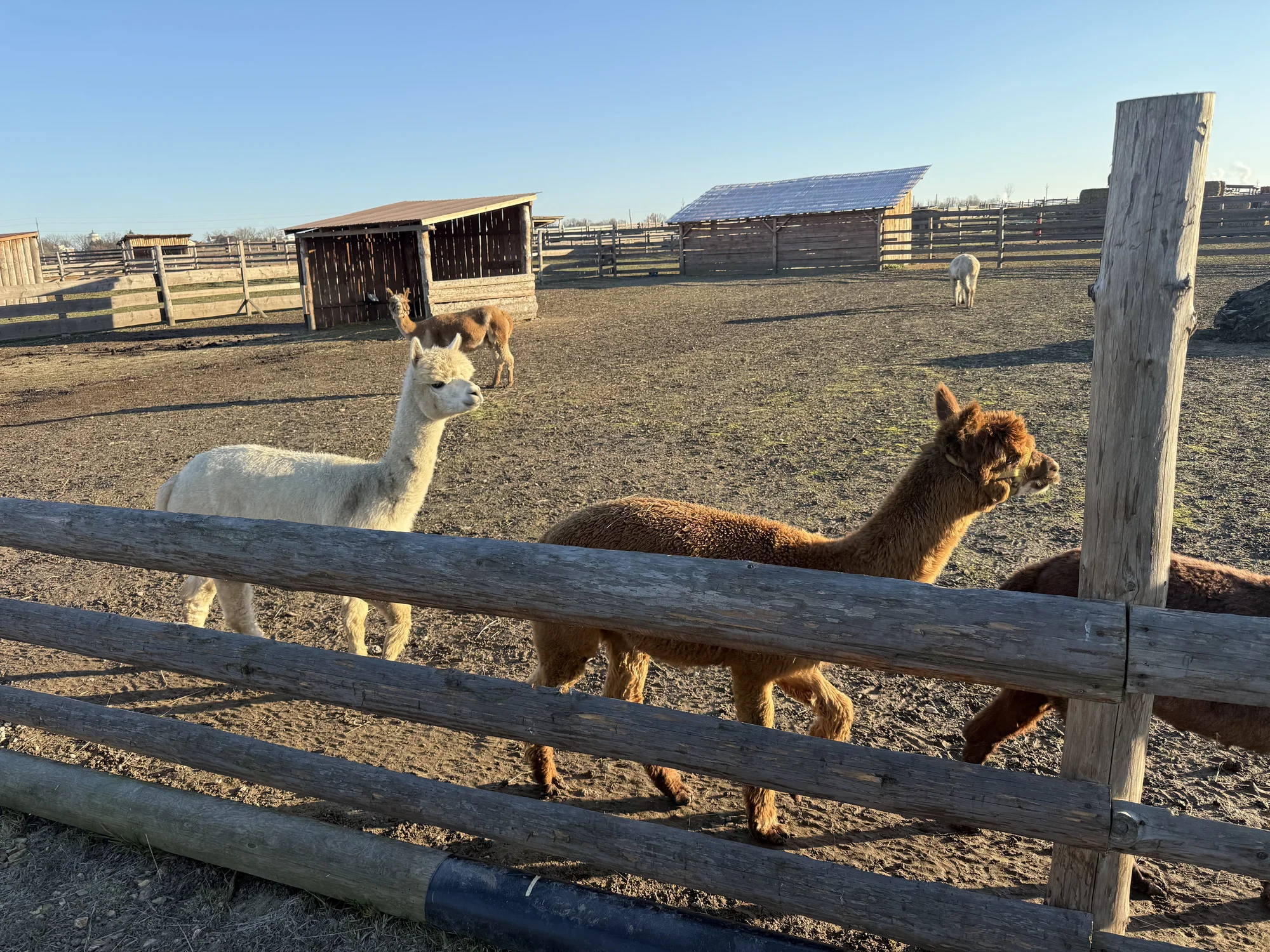 Rodinná procházka s alpakou pro 2 dospělé a 2 děti: seznamka i krmení a focení