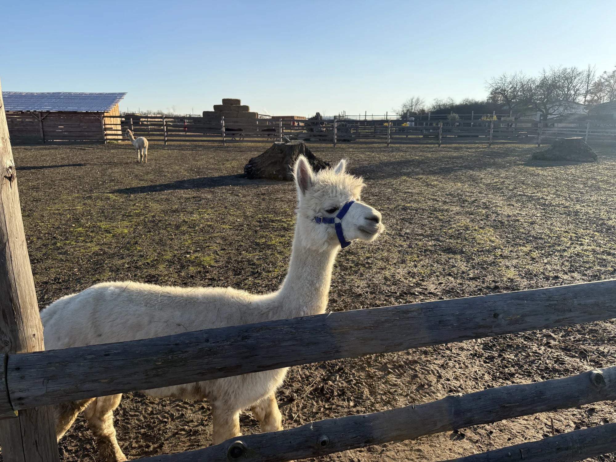 Rodinná procházka s alpakou pro 2 dospělé a 2 děti: seznamka i krmení a focení