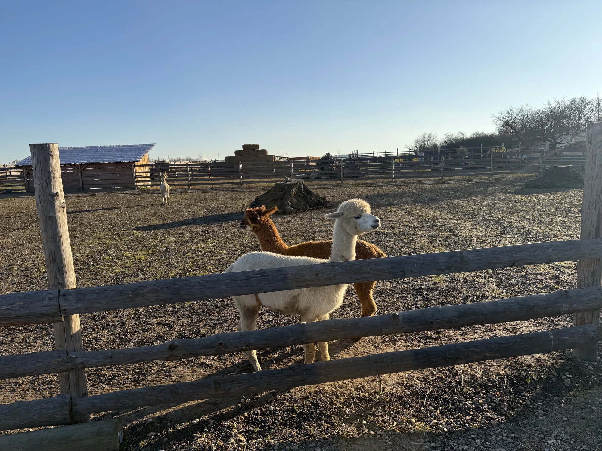 Rodinná procházka s alpakou pro 2 dospělé a 2 děti: seznamka i krmení a focení